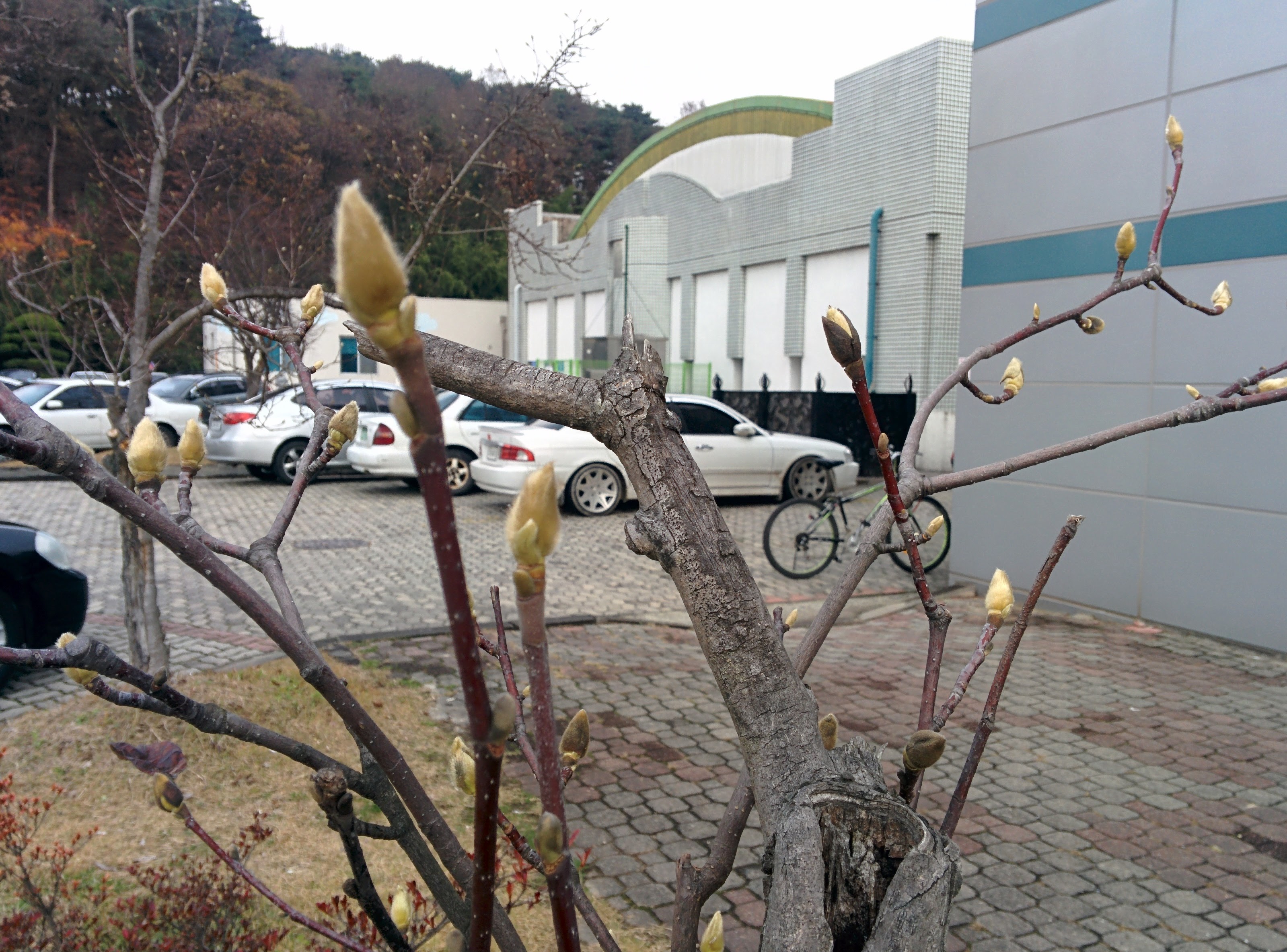 IMG_20151127_121208.jpg 다음 봄을 기다리는 목련나무의 꽃봉오리