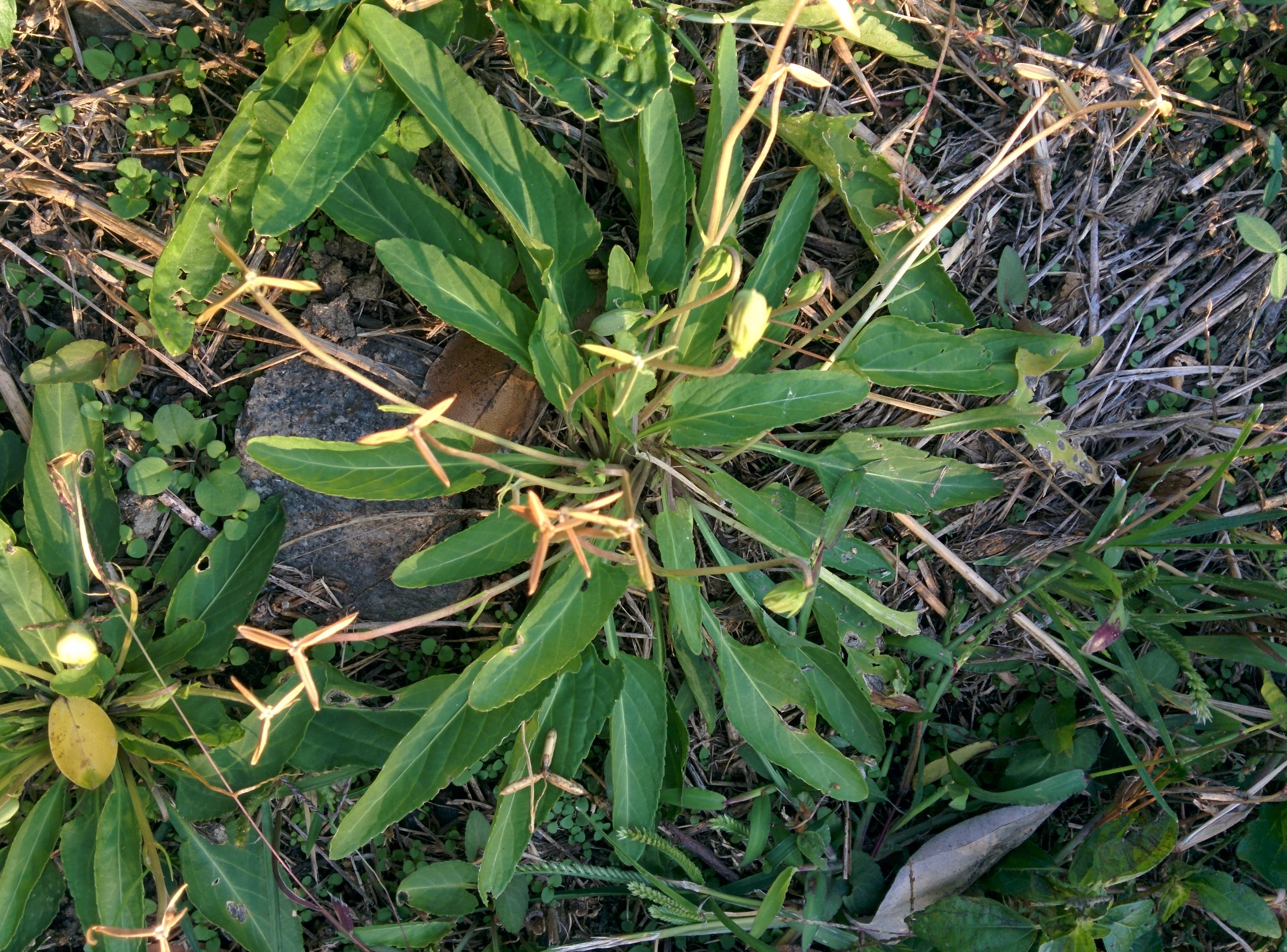 IMG_20151013_162140.jpg 풍력발전기 세 날개를 닮은 열매가 익어서 터진 들풀 -- 제비꽃