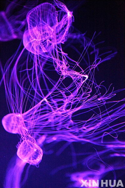 20110516_jellyfishes.jpg 불빛? 해파리!