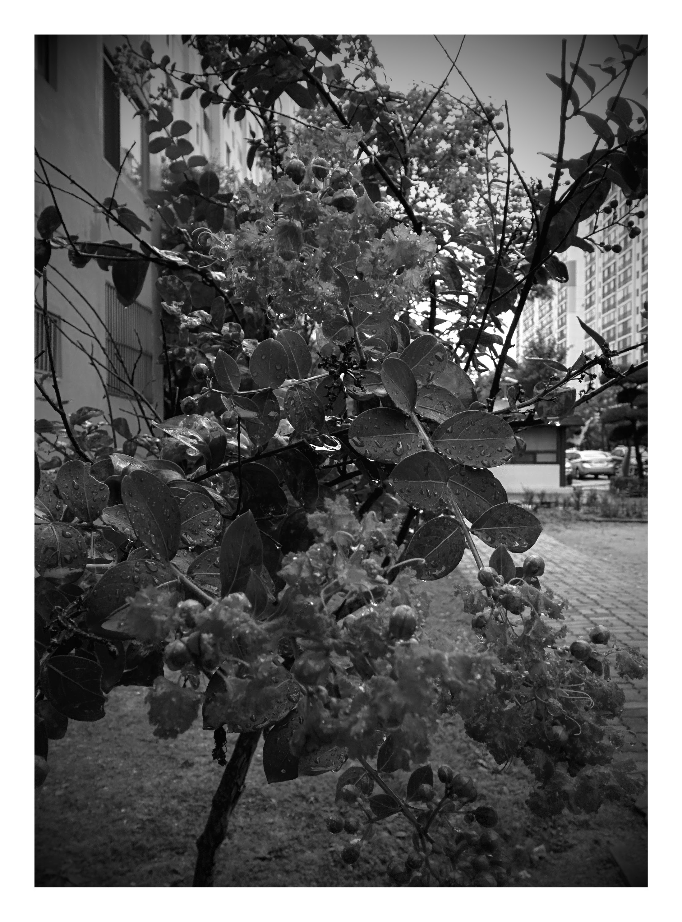 IMG_20150825_182128-EFFECTS.jpg 아파트 화단의 배롱나무 붉은꽃 (나무백일홍)