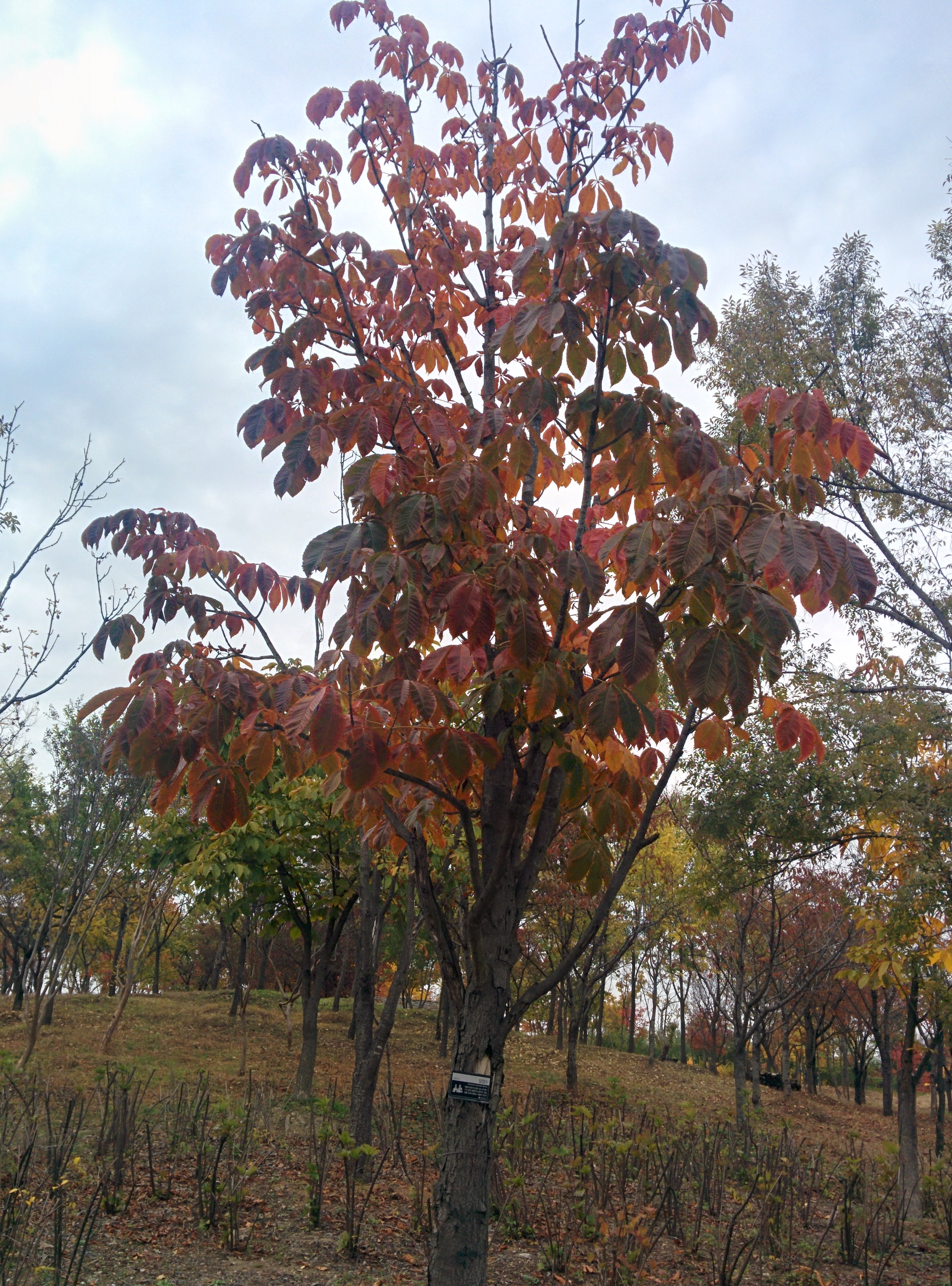 IMG_20151106_144105.jpg 일곱개 잎이 모여나는 칠엽수(七葉樹)