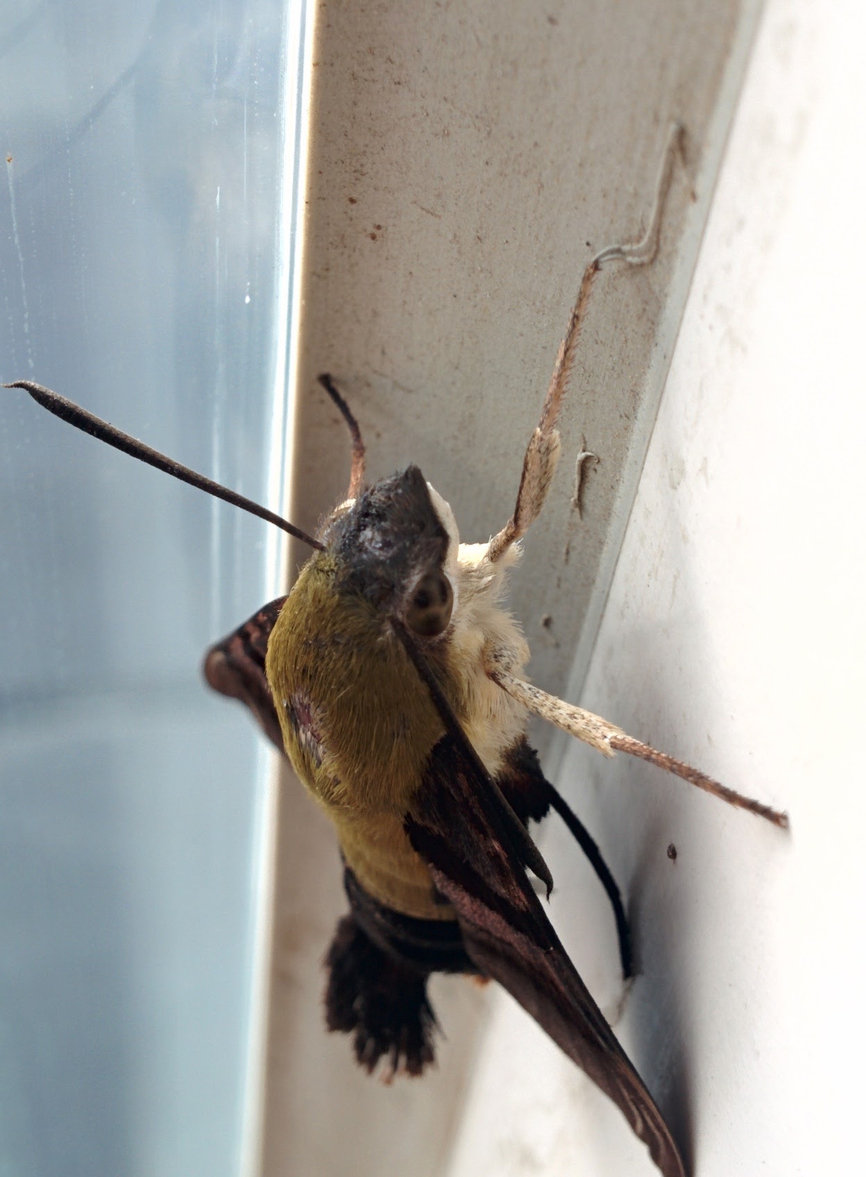 IMG_20151006_162911.jpg 유리창으로 막힌 공간에 갇힌 꼬리박각시
