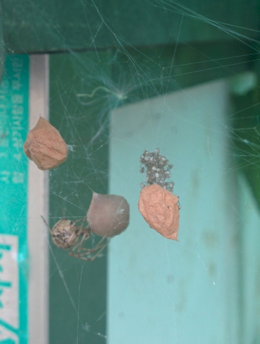 IMG_20150916_164507.jpg 예쁜 작은 거미(기생왕거미?), 거미줄에 알집을 짓다.