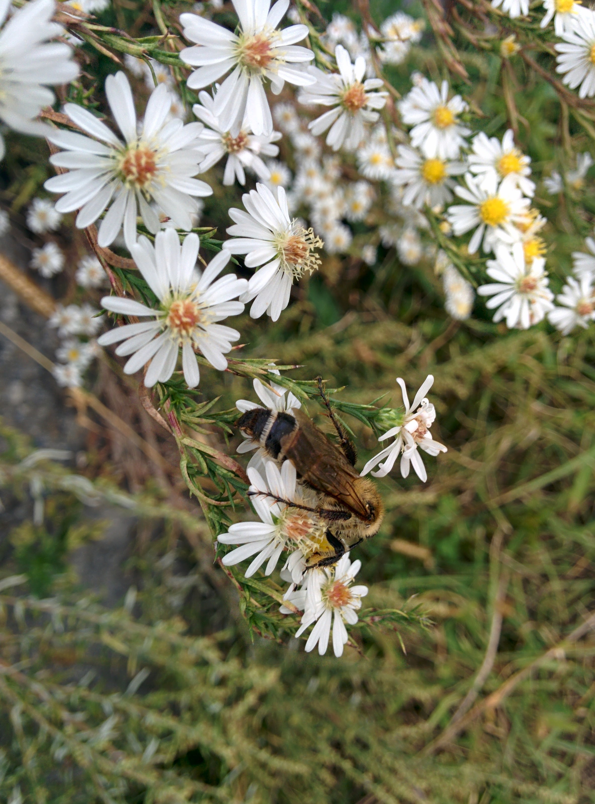 IMG_20151007_152456.jpg 미국쑥부쟁이 꽃숲을 기어서 날아서 구석구석 누비는 배벌