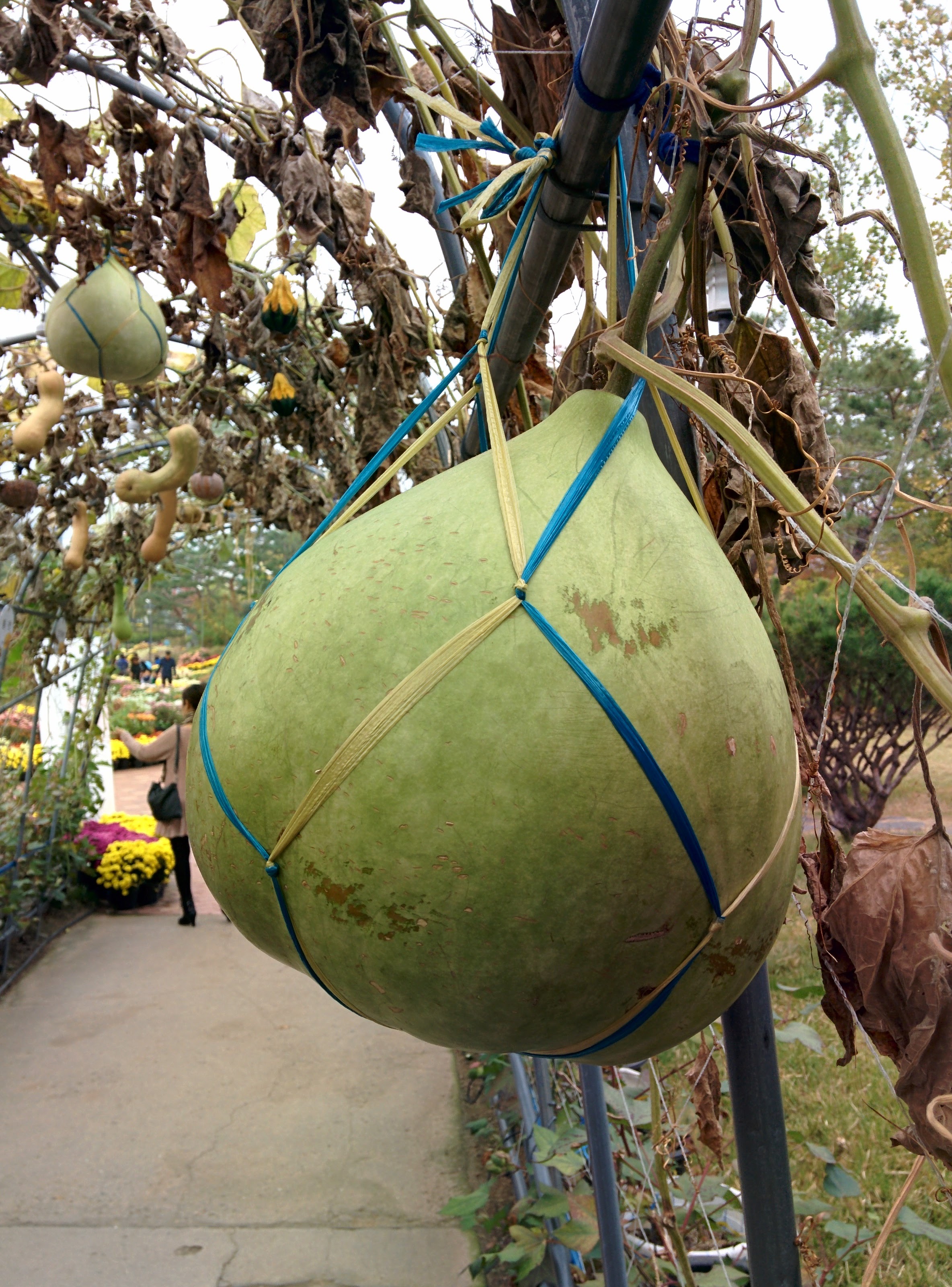 IMG_20151024_131524.jpg 박속박... 전통적인 박 열매