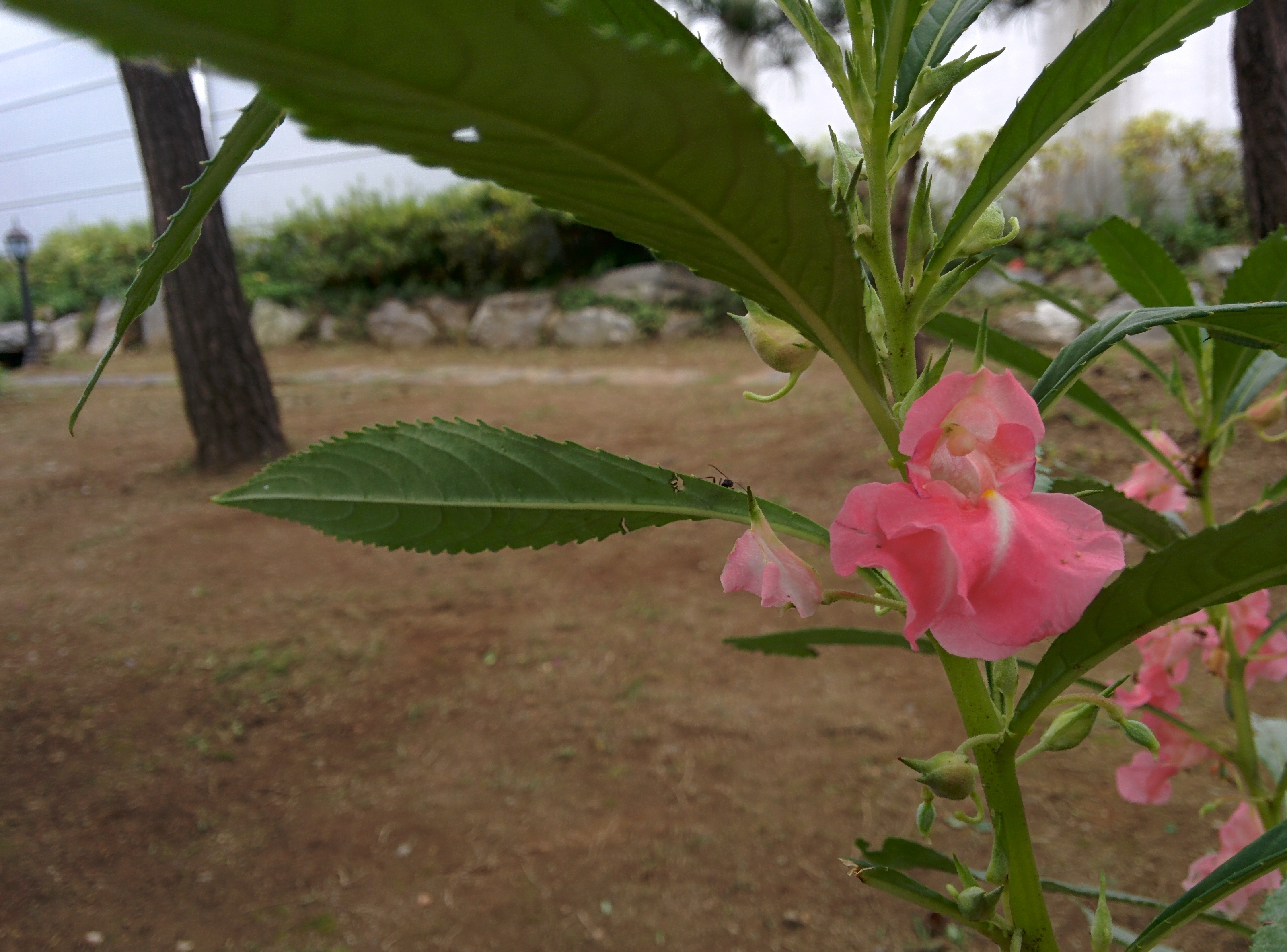 IMG_20150912_162141.jpg 옅은 분홍색 짙은 분홍색 봉선화(봉숭아) 꽃