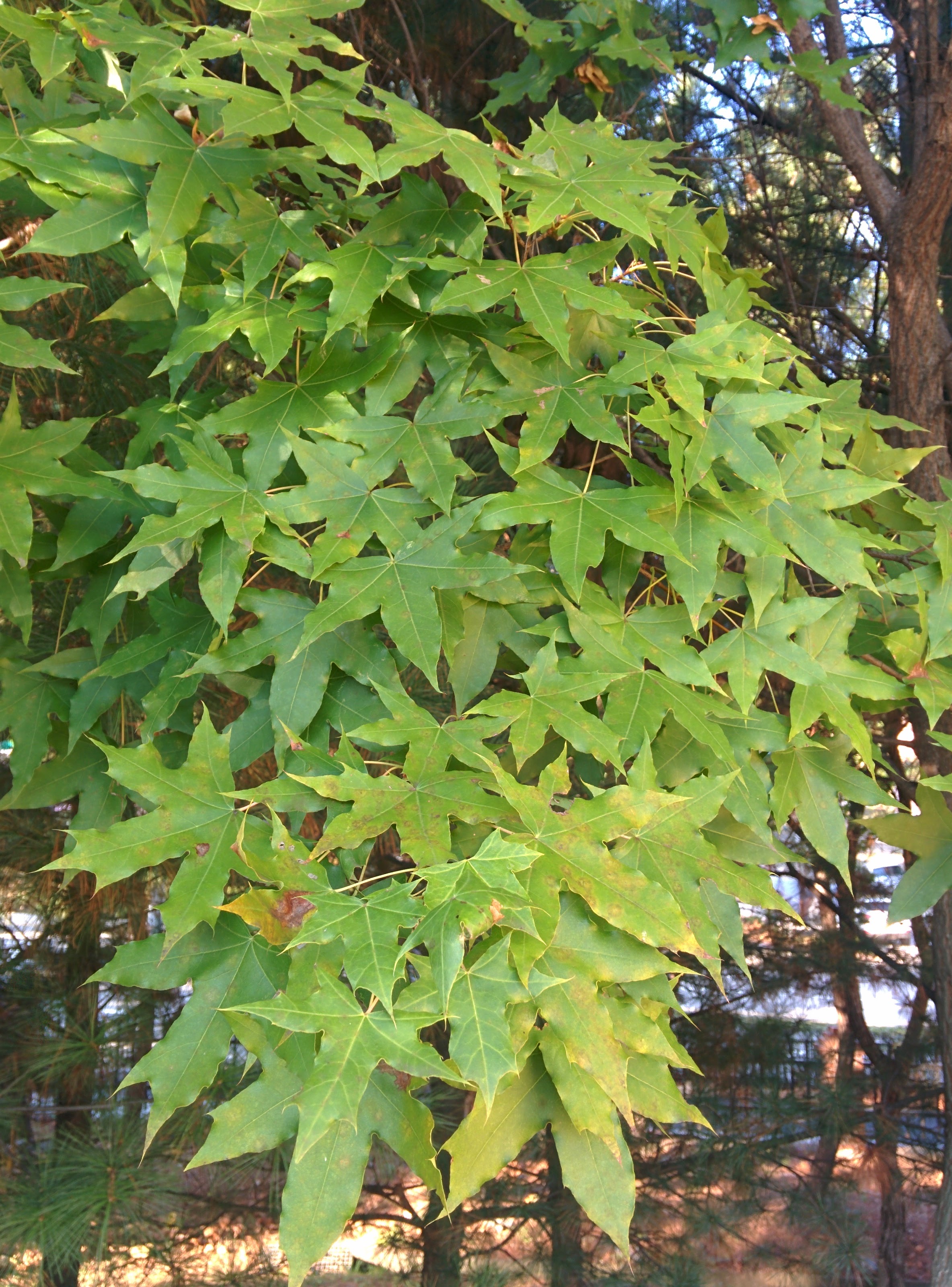 IMG_20151013_161818.jpg 아직은 생생한 초록색의 단풍나무 닮은 잎과 줄기 -- 고로쇠나무