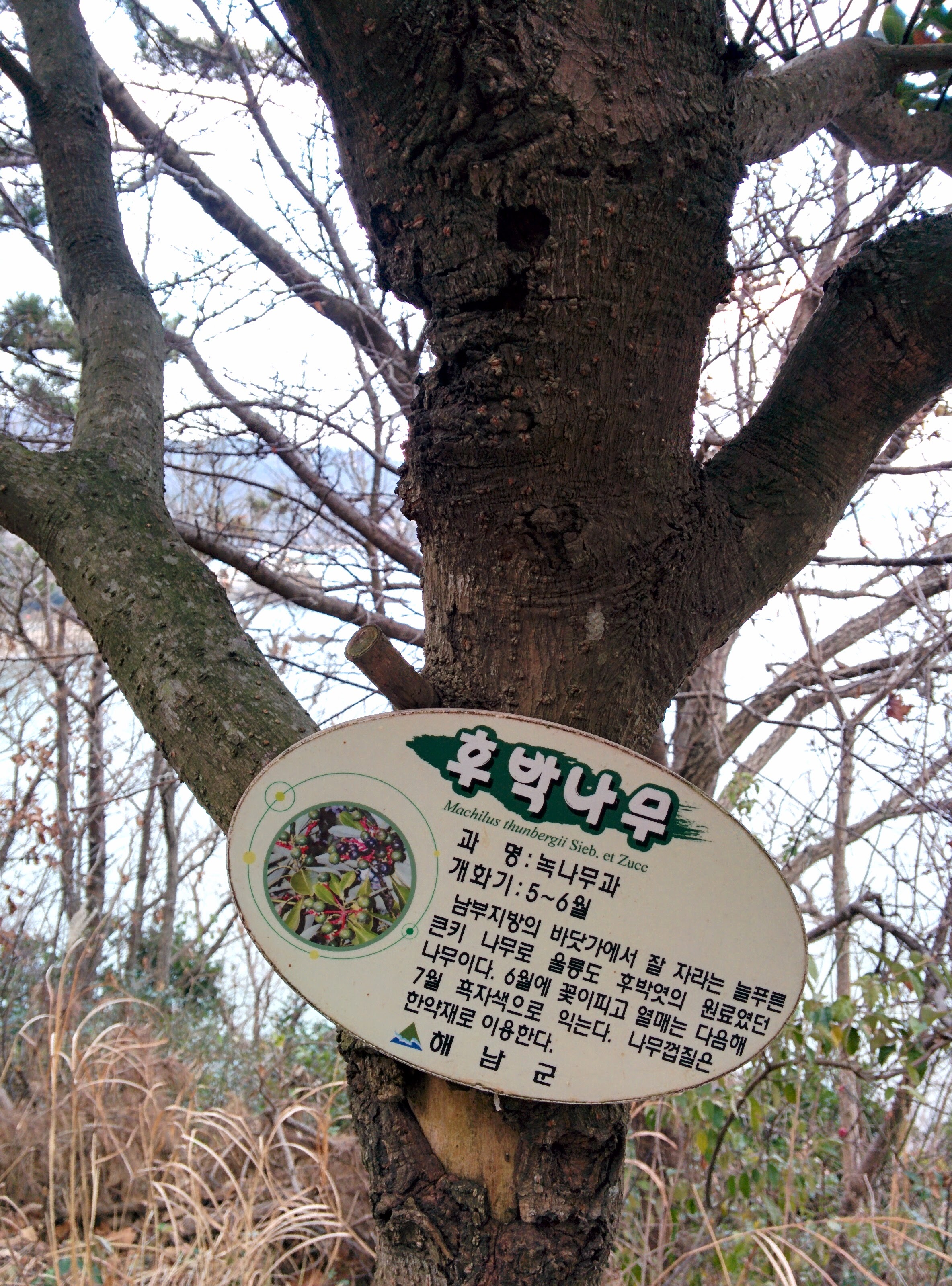 IMG_20151229_161934.jpg 남부지방의 흔한 나무... 후박나무