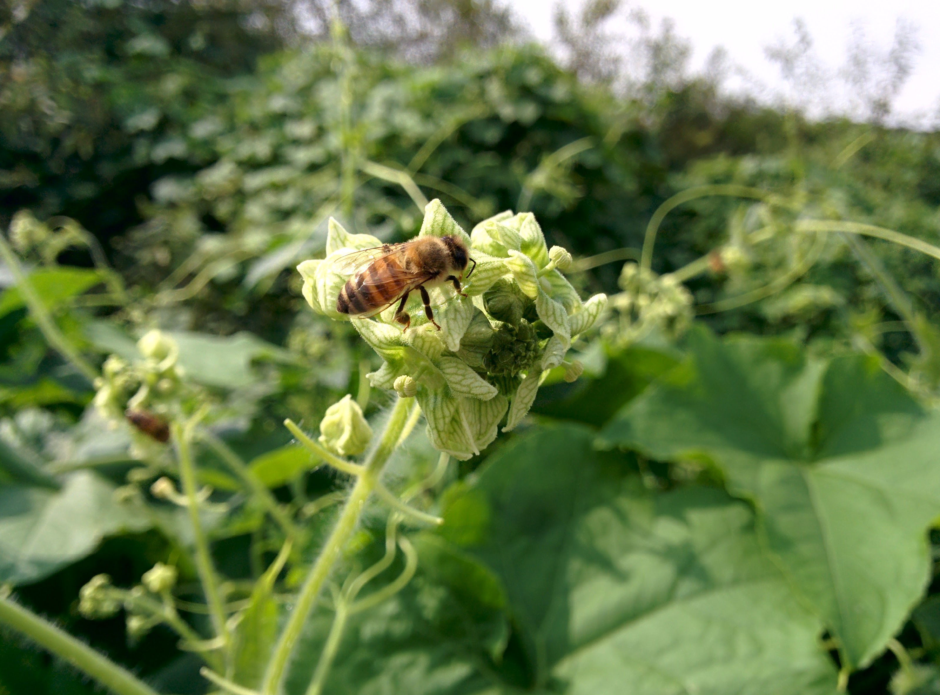 IMG_20150920_130143.jpg 오이넝쿨 닮은 덩굴식물 가시박 꽃, 꿀벌, 말벌