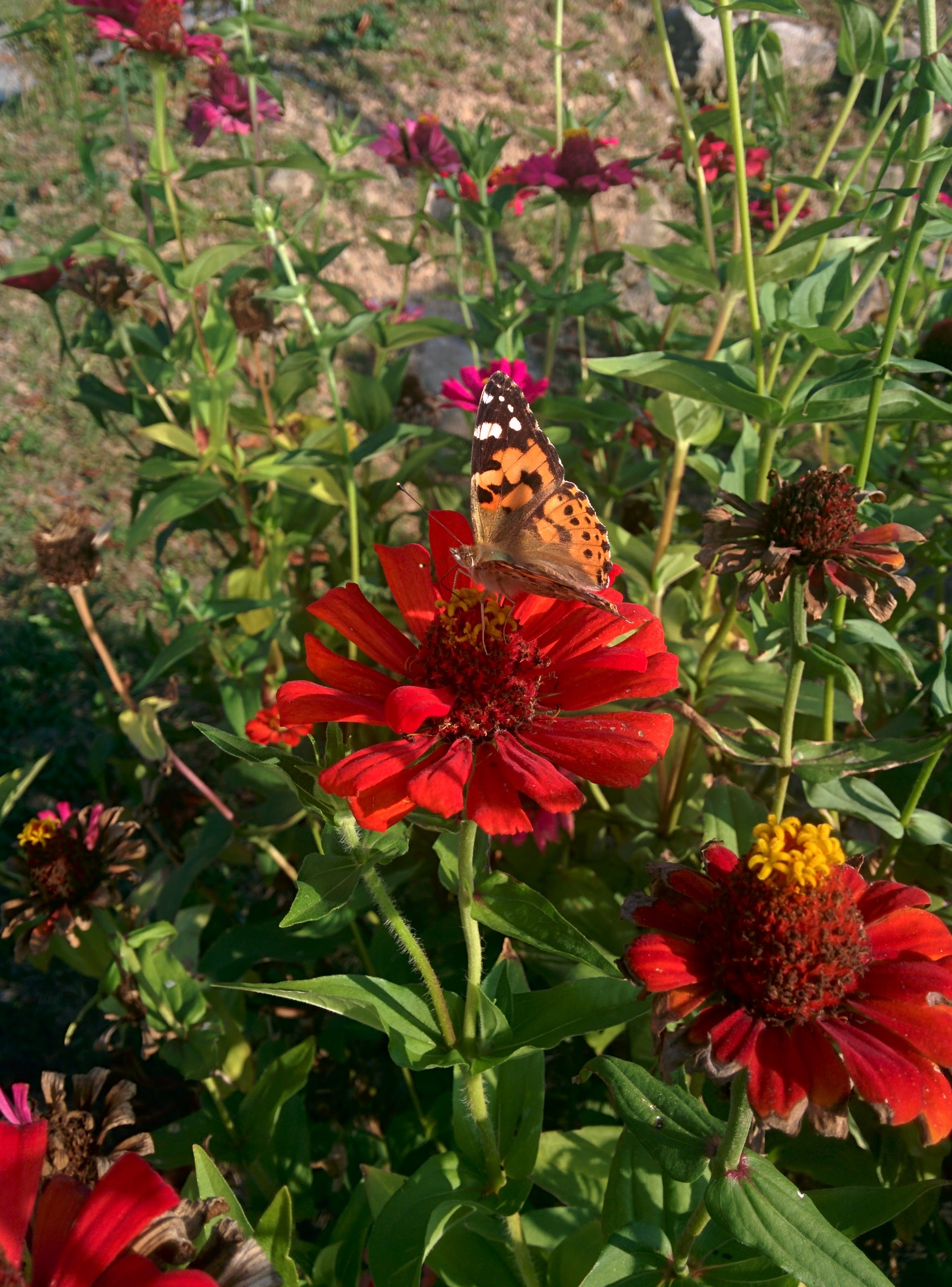IMG_20151025_160027.jpg 백일홍 꽃에서 꿀을 빠는 예쁜 나비... 작은멋쟁이나비