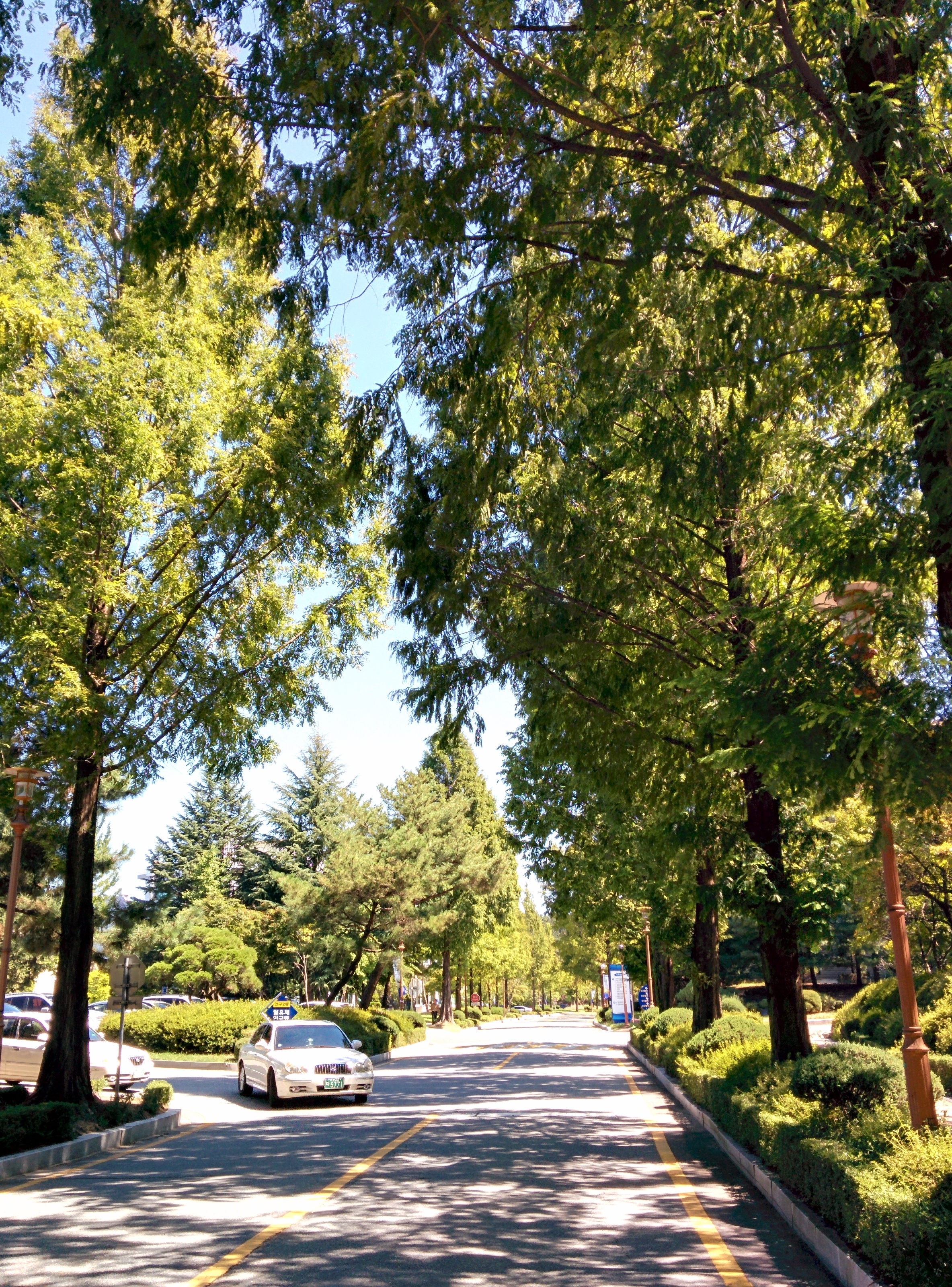 IMG_20150909_113244.jpg 기계연구원 도로변의 가로수길 - 수삼나무(메타세콰이아,Metasequoia)