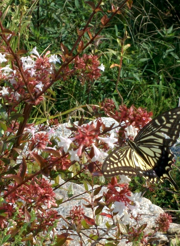 IMG_20150911_091551.jpg 꽃댕강나무 흰꽃과 호랑나비