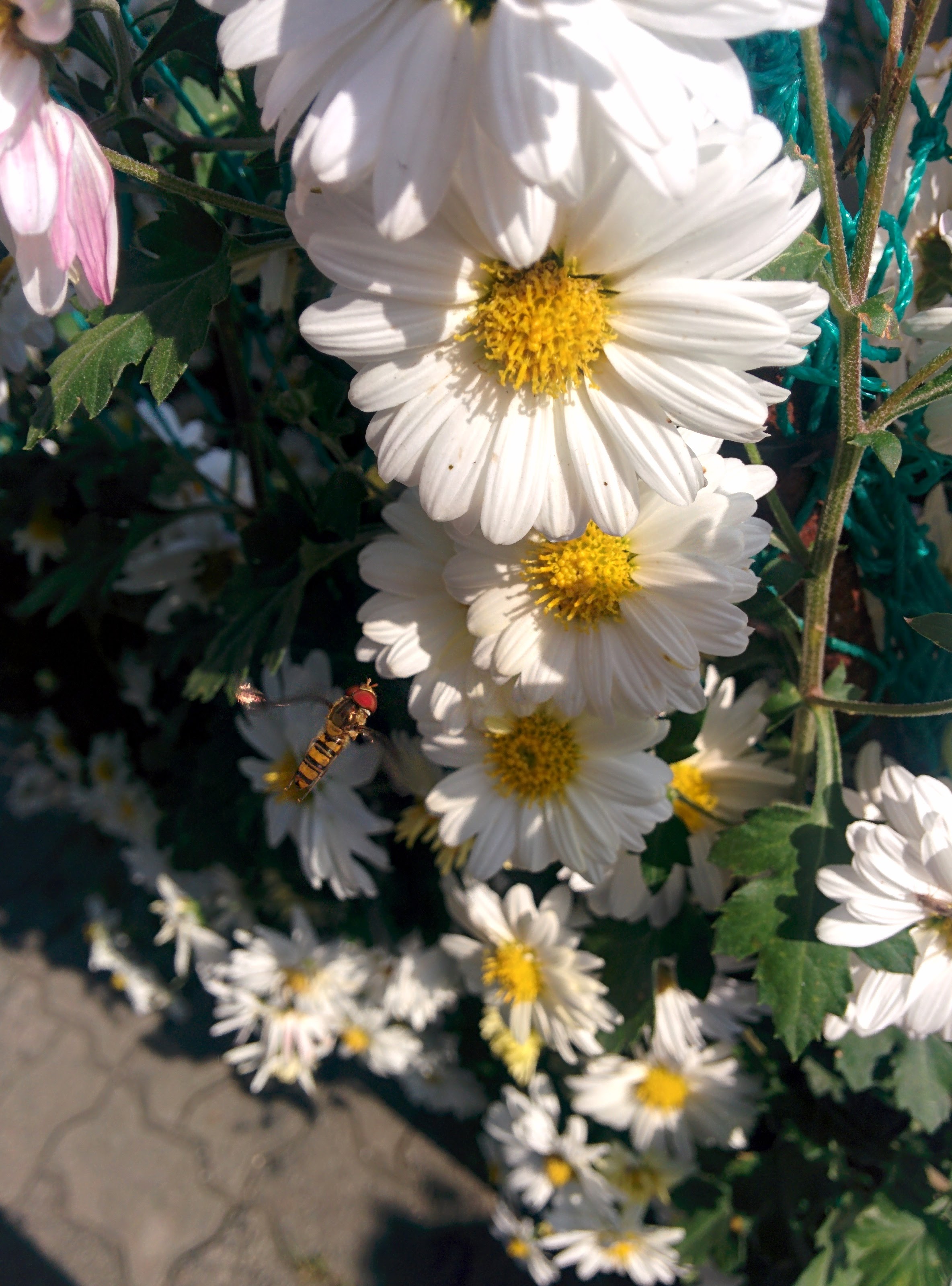 IMG_20151015_145335.jpg 하얀 국화 꽃을 향한 작은 꽃등에의 비행 -- 호리꽃등에