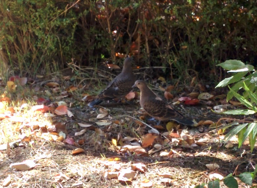 IMG_20151030_124727.jpg 연못가에서 여유롭게 노니는 멧비둘기 한쌍
