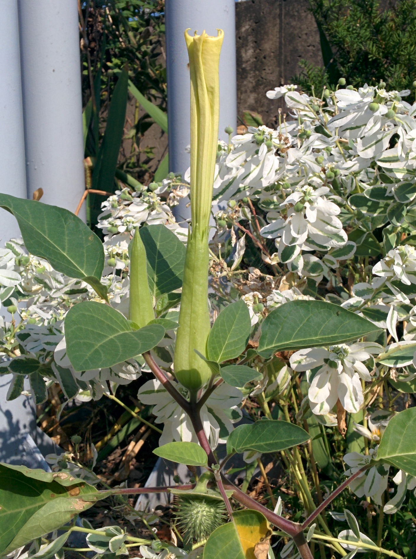 IMG_20150927_092058.jpg 천사의나팔 꽃을 닮은 흰색꽃이 피는 미국흰독말풀(털독말풀) 열매