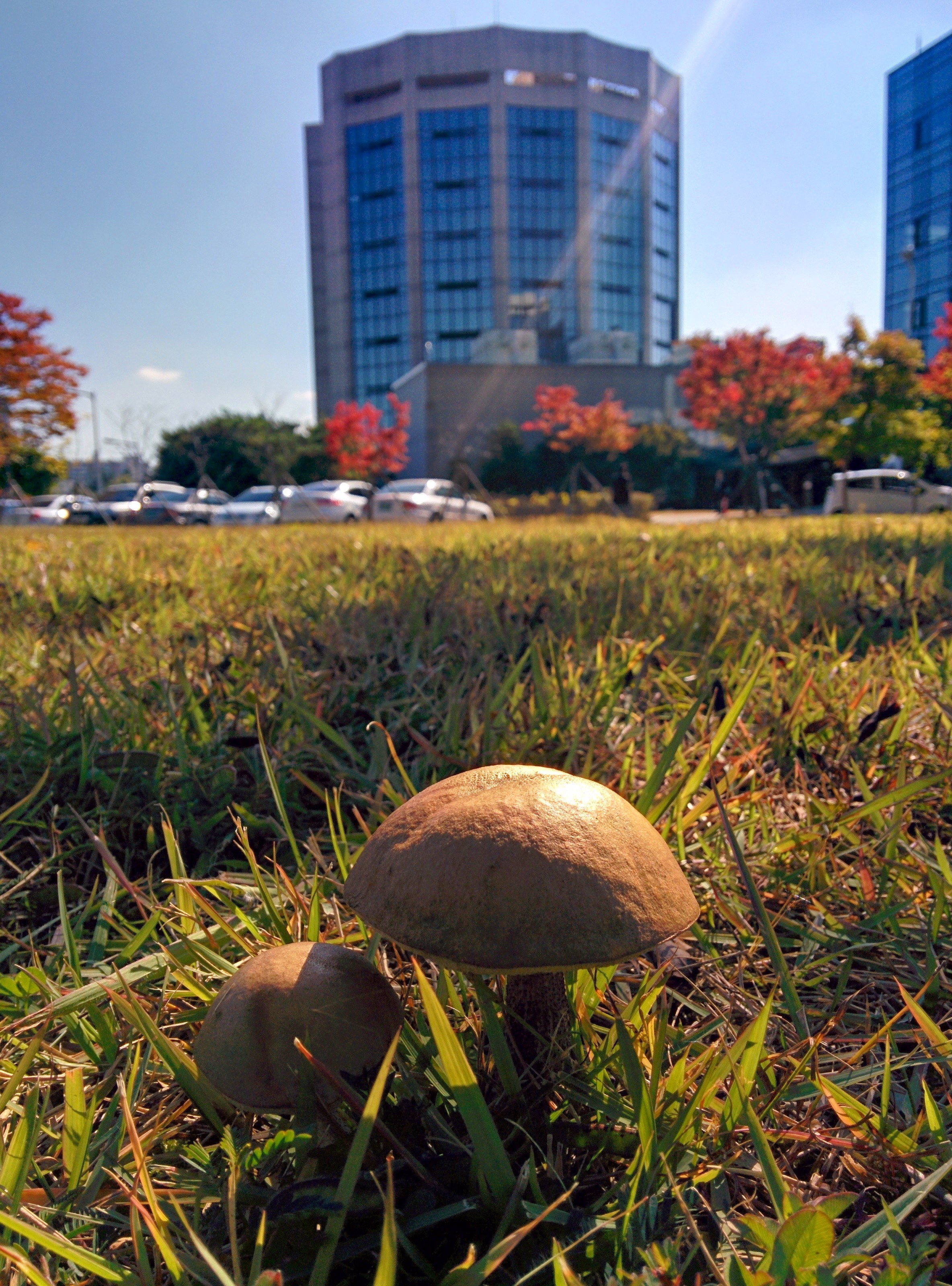 IMG_20141023_124657.jpg 갓의 가운데 골이 있어서 묘한 잔디밭 버섯