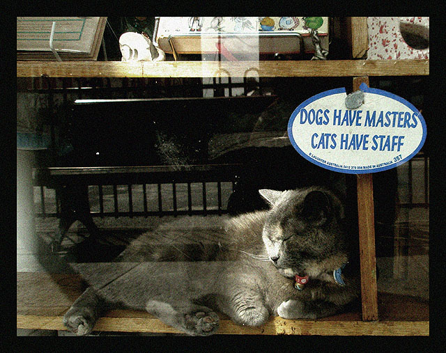 135_Cats_Have_Staff.jpg 개는 부하, 고양이는 주인 (Dogs Have Masters, Cats Have Staff)