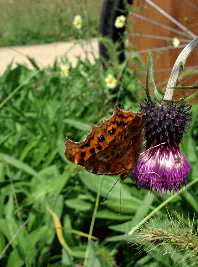 IMG_20150930_114547-ANIMATION.gif 엉겅퀴 꽃을 찾은 네발나비