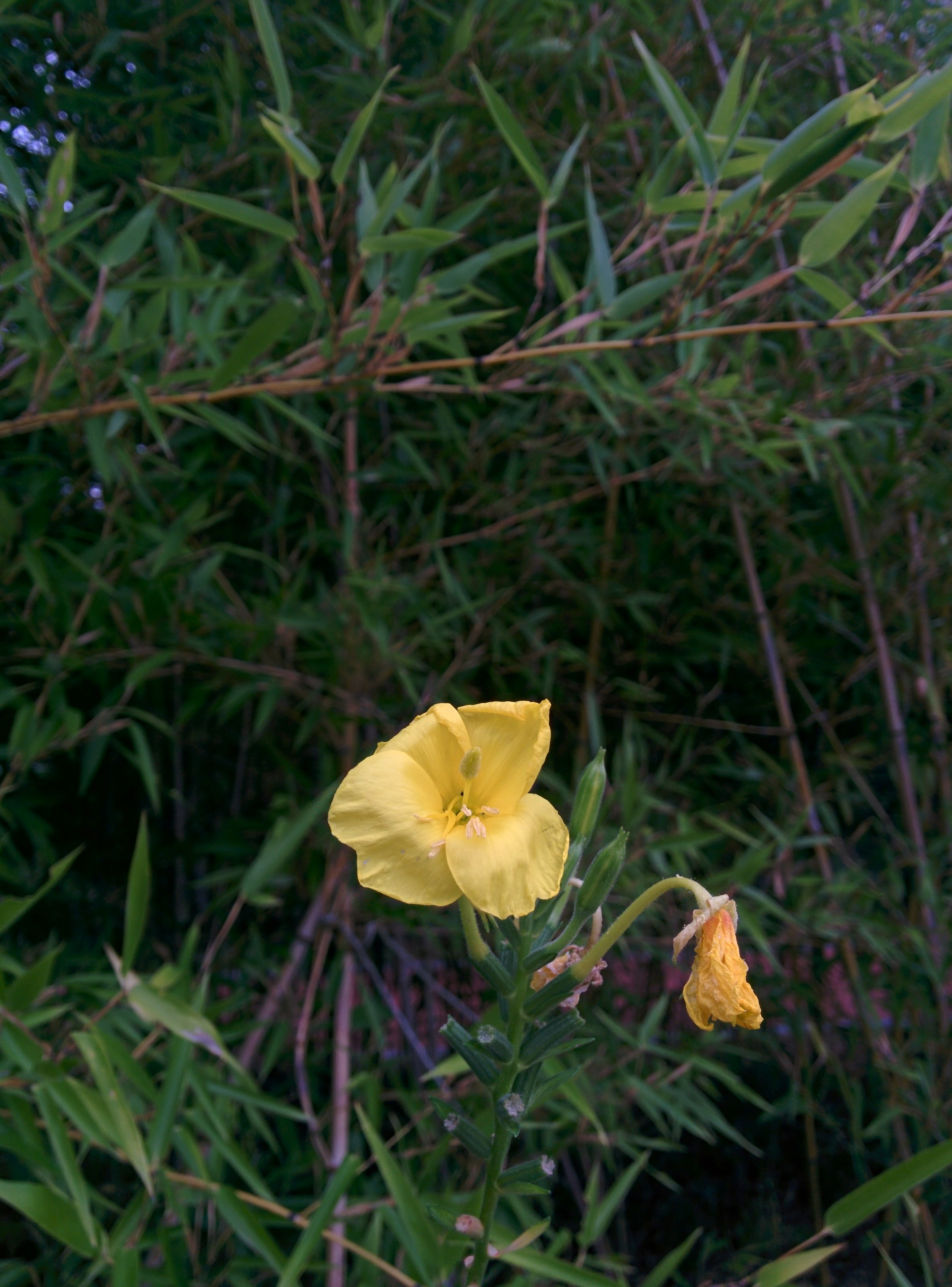 IMG_20150916_165303.jpg 대나무숲에서 노란 꽃을 피운 달맞이꽃