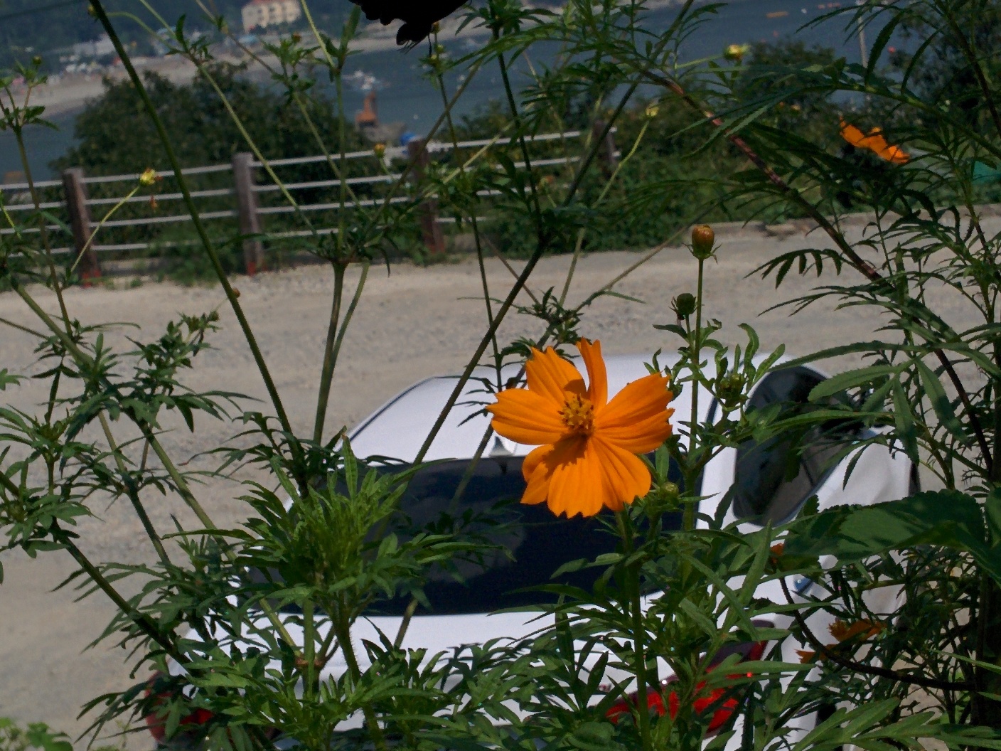 IMG_20150911_112204.jpg 노랑코스모스 주황색 꽃 꿀을 빠는 제비나비
