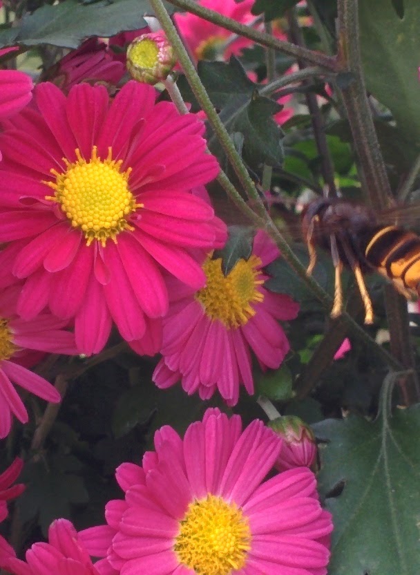 IMG_20151024_130139.jpg 분홍색 국화꽃을 찾은 꽁지 노란 말벌... 등검은말벌