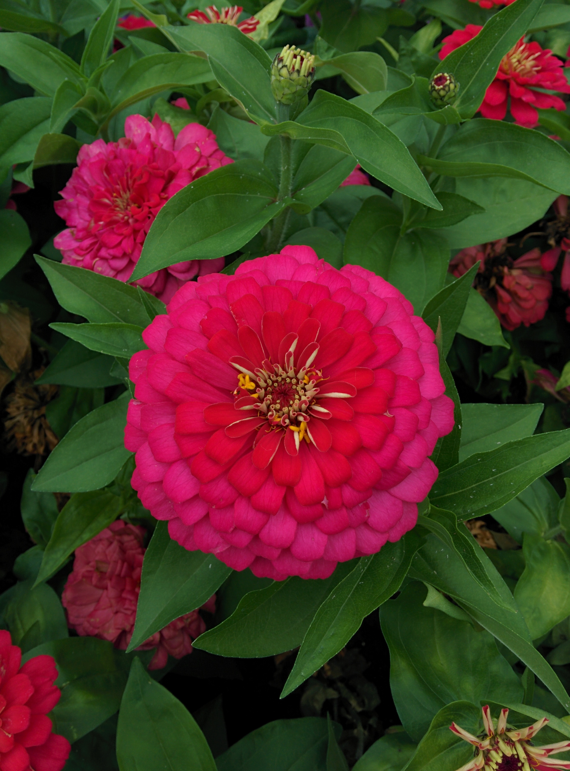 IMG_20150912_161527.jpg 덕유산휴게소의 꽃(붉은꽃=백일홍, 흰꽃과 분홍꽃=피튜니아)