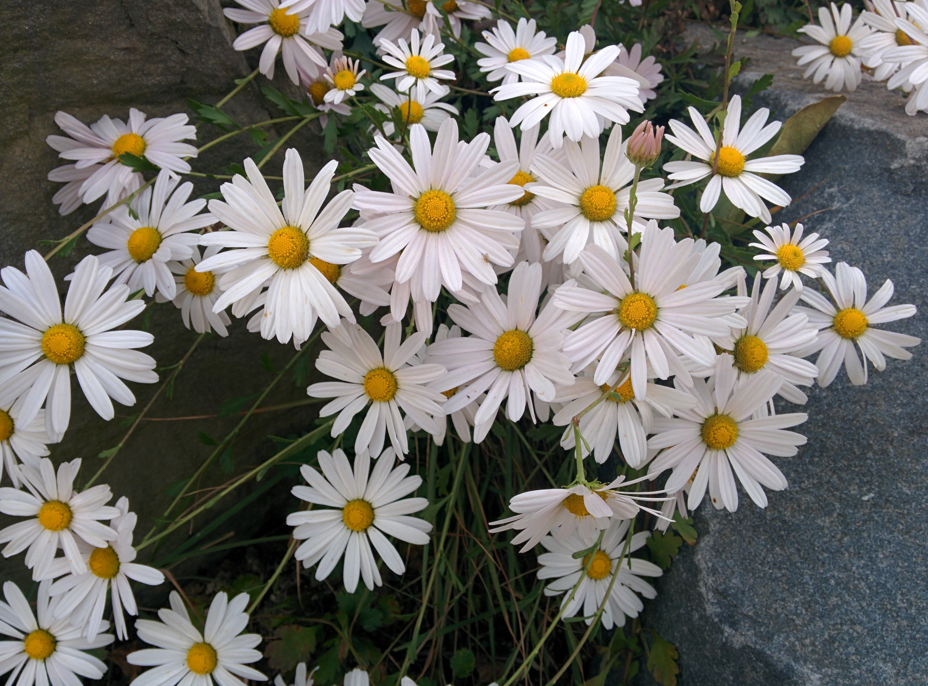 IMG_20151003_154148.jpg 사찰 야산을 덮은 꽃잎이 큰 하얀색 들국화, 구절초 꽃