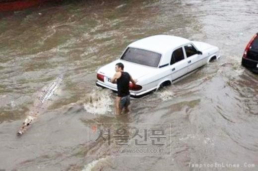 SSI_20130829103007_V_59_20130829132602.jpg 도심 출몰 대형악어,자동차 옆 ‘스윽’ 아찔..