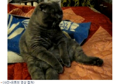 12090239453_60600040.jpg 엉덩이 깔고 TV보는 러시아 고양이 '사람이야?' 