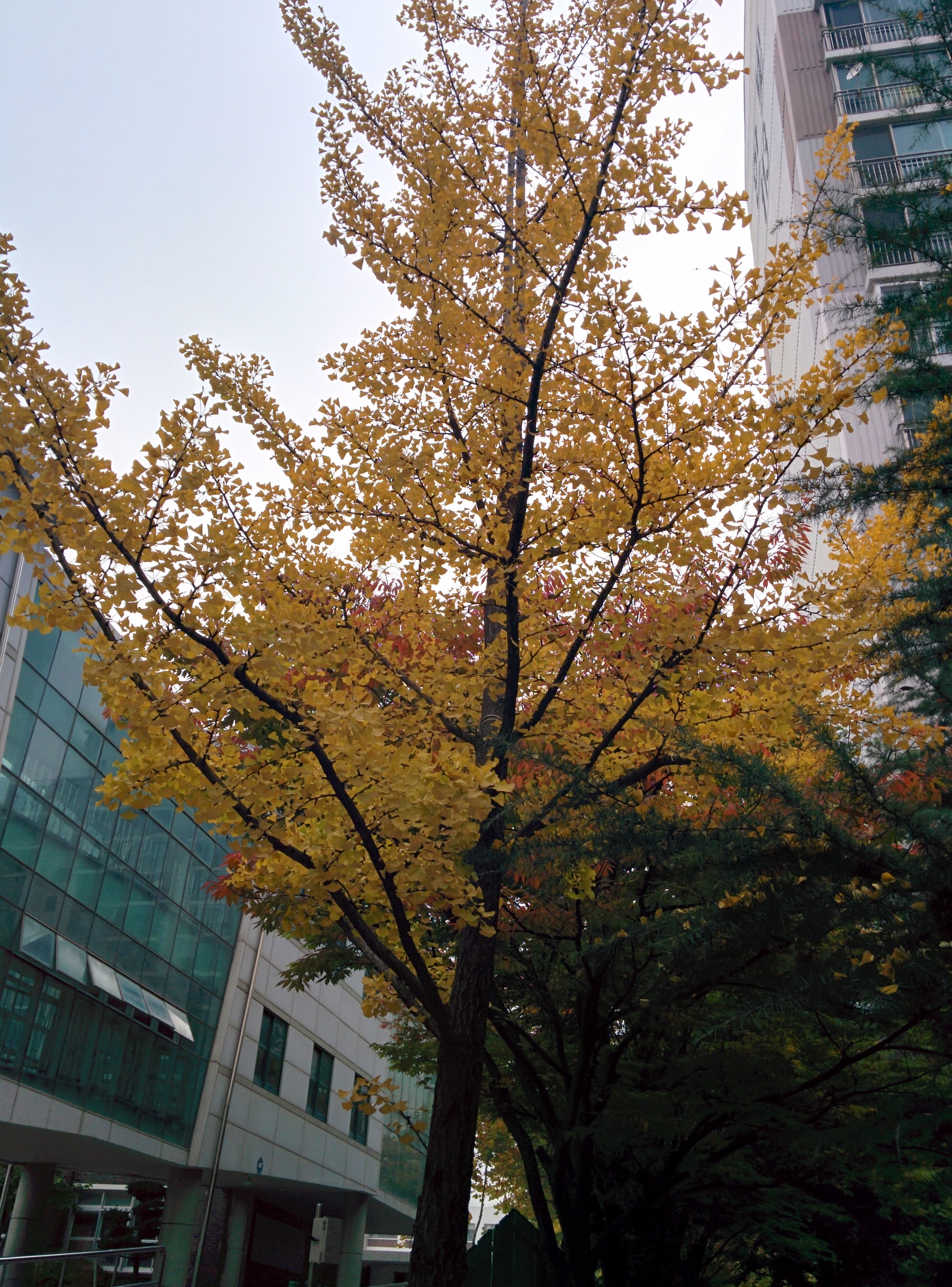 IMG_20151024_134638.jpg 은행 단풍... 은행나무 가로수에 노란 가을 단풍이 들다.
