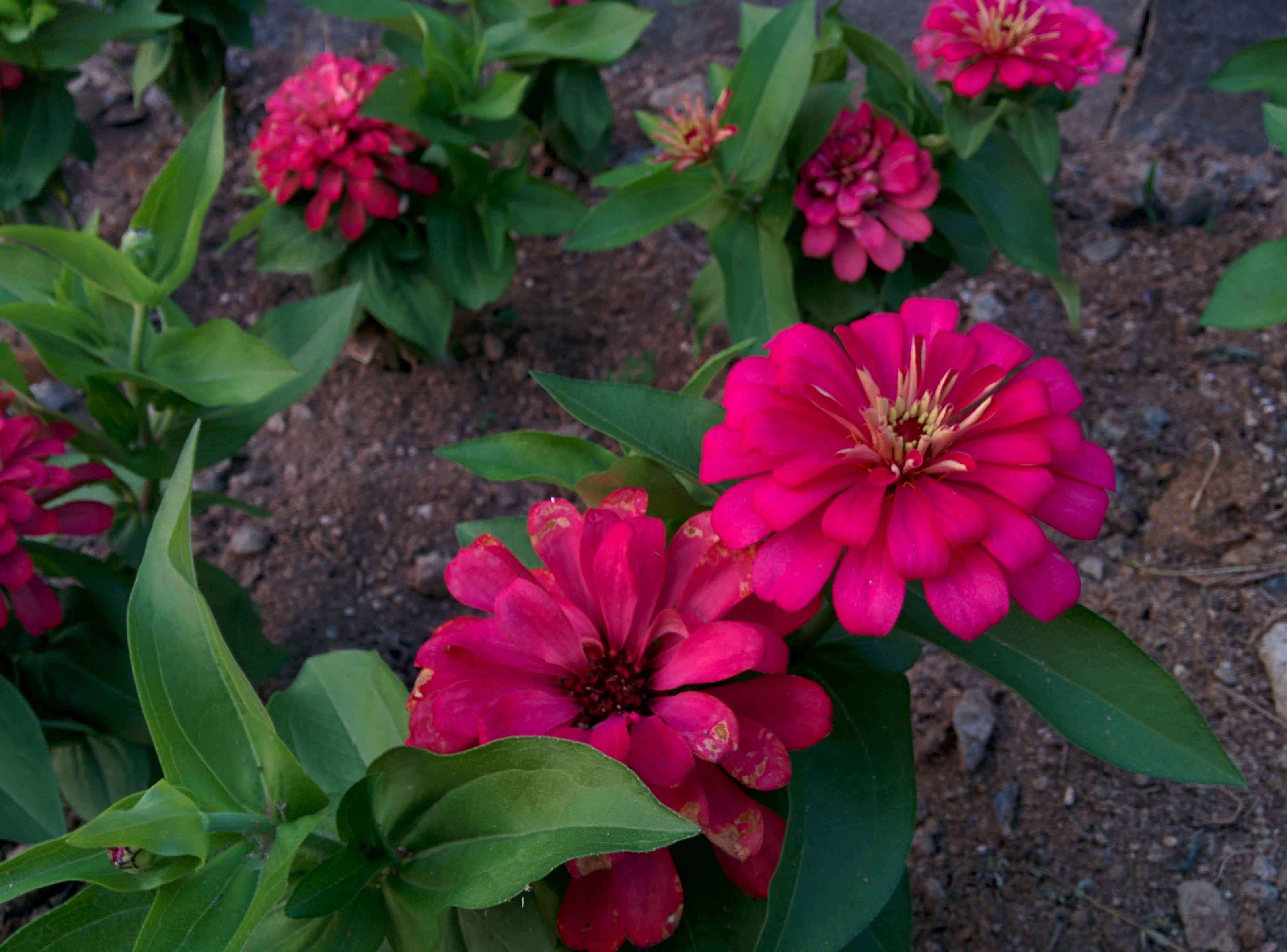 IMG_20150830_184240.jpg 공주시 도로변 화단의 백일홍