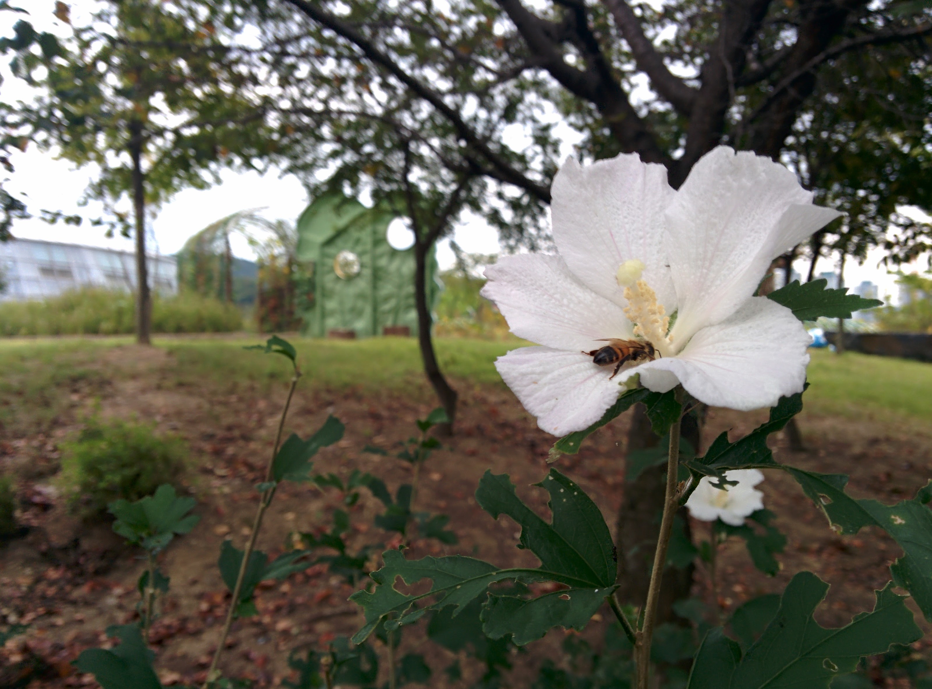 IMG_20150923_161148.jpg 하얀 무궁화 꽃을 찾은 꿀벌