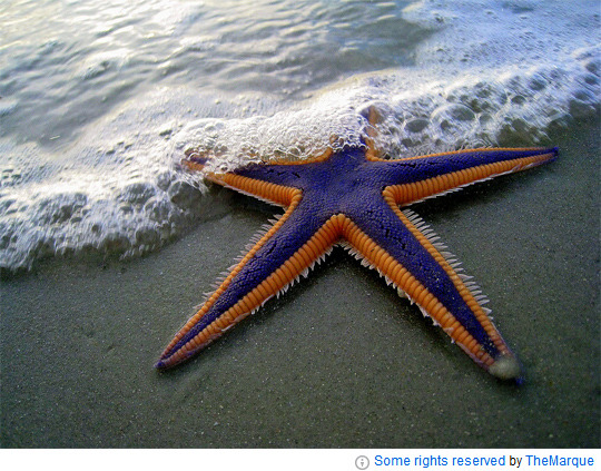 poketsatrfi232-royal-sea-star-Astropecten-articulatus.jpg 일광욕하는 ‘포켓몬 불가사리’ 화제 