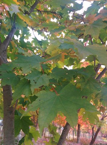 IMG_20151106_150134.jpg