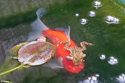 goldfish_n_frog_2.jpg