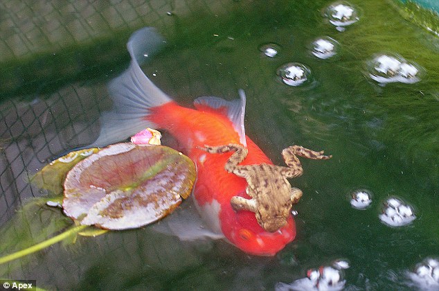 goldfish_n_frog_2.jpg 금붕어 타는 개구리