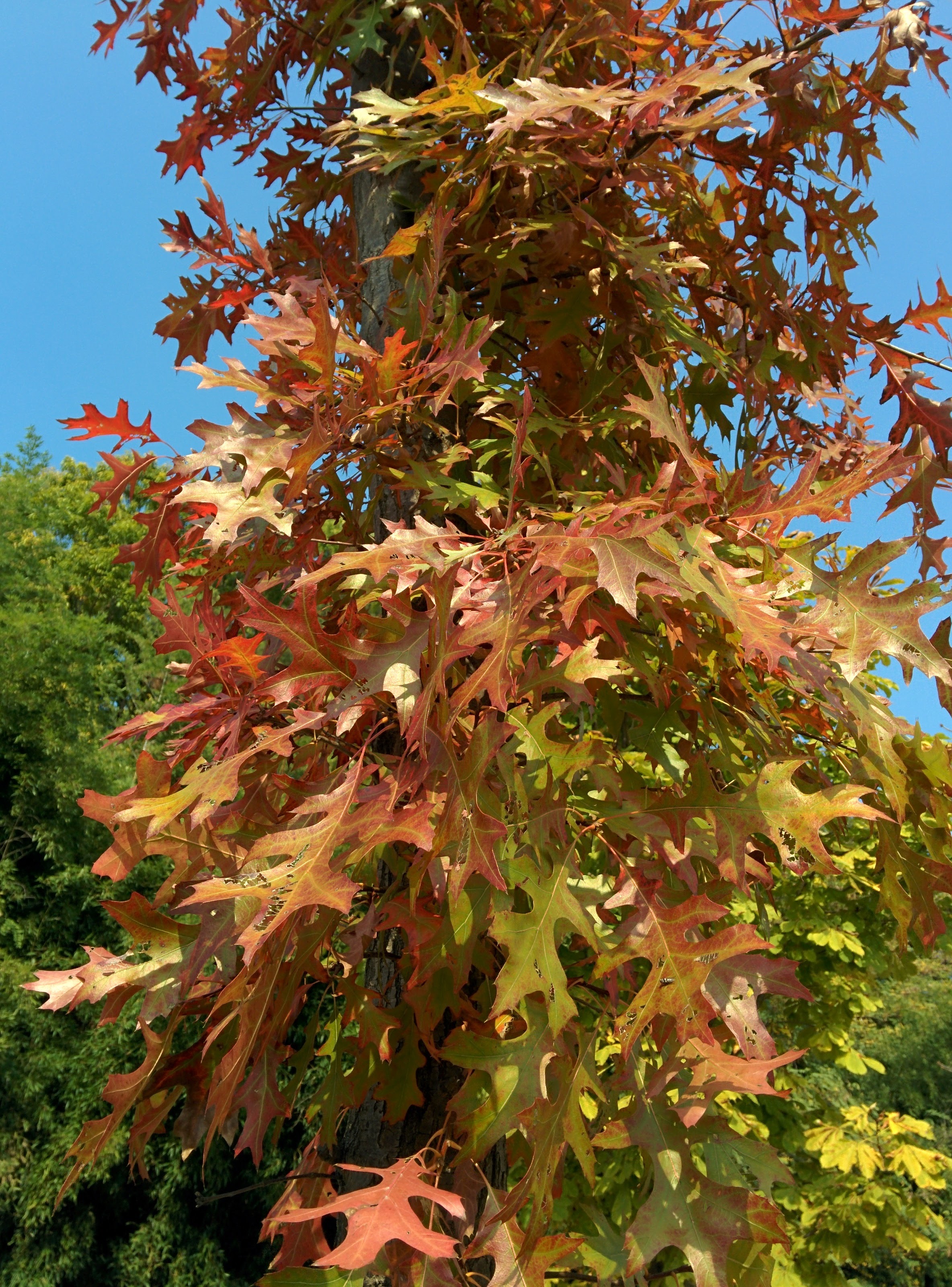 IMG_20151029_120917.jpg 드디어 이름을 알게 된 이쁜 단풍잎 나무... 대왕참나무