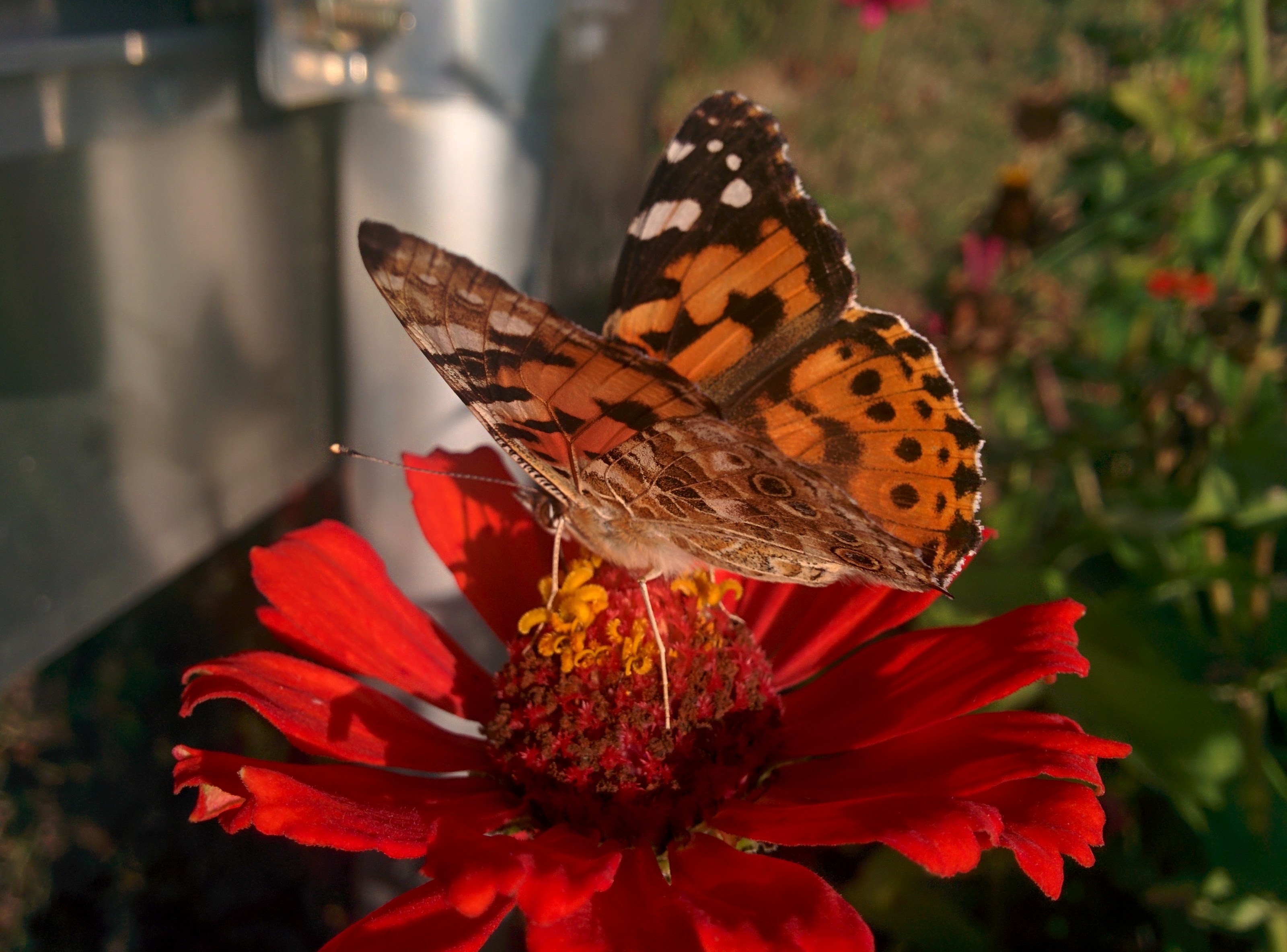 IMG_20151025_160106.jpg 백일홍 꽃에서 꿀을 빠는 예쁜 나비... 작은멋쟁이나비