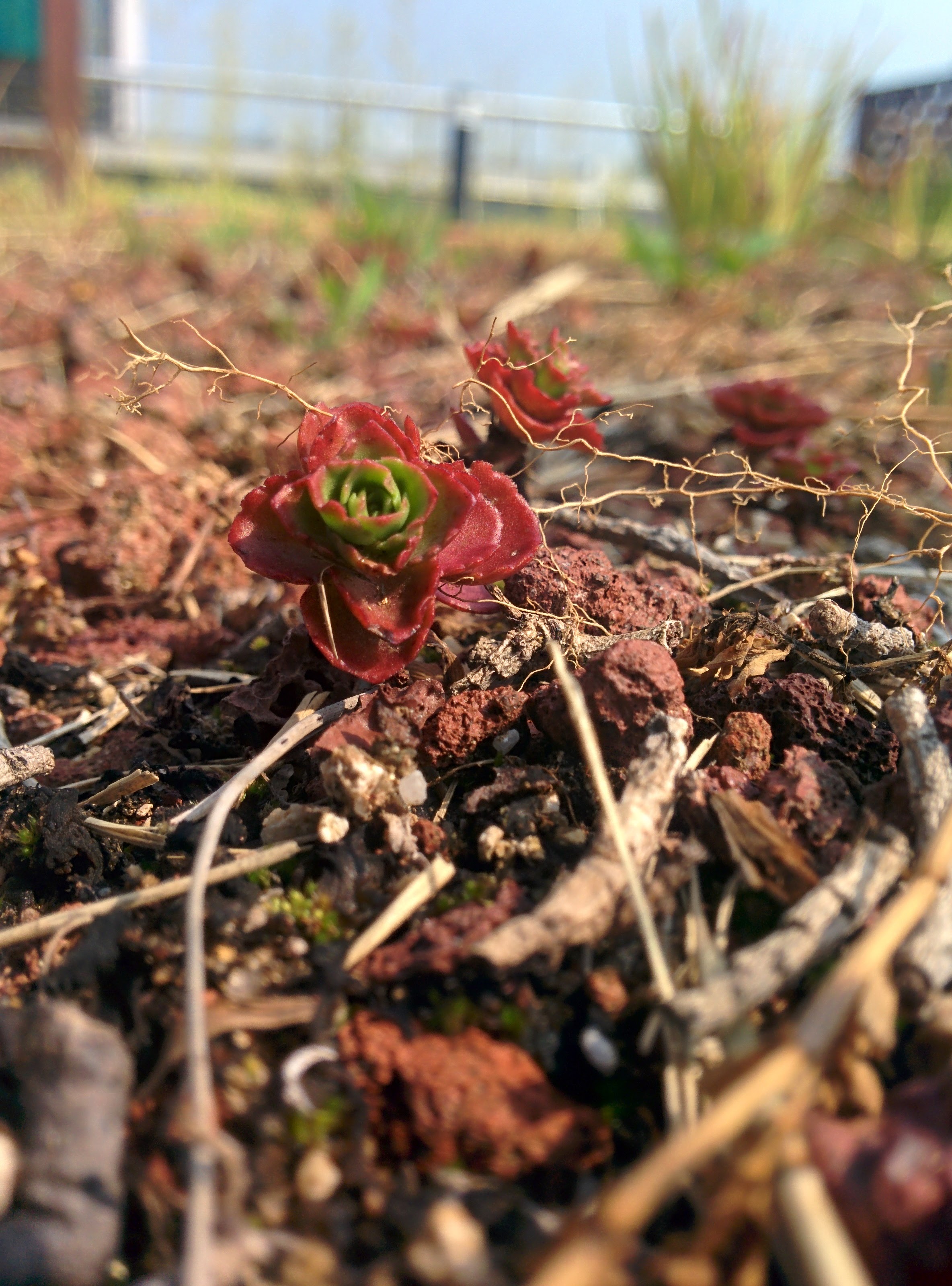 IMG_20151016_122155.jpg 붉게 단풍이 드는 다육식물 백설희(홍백설), Sedum spathulifolium