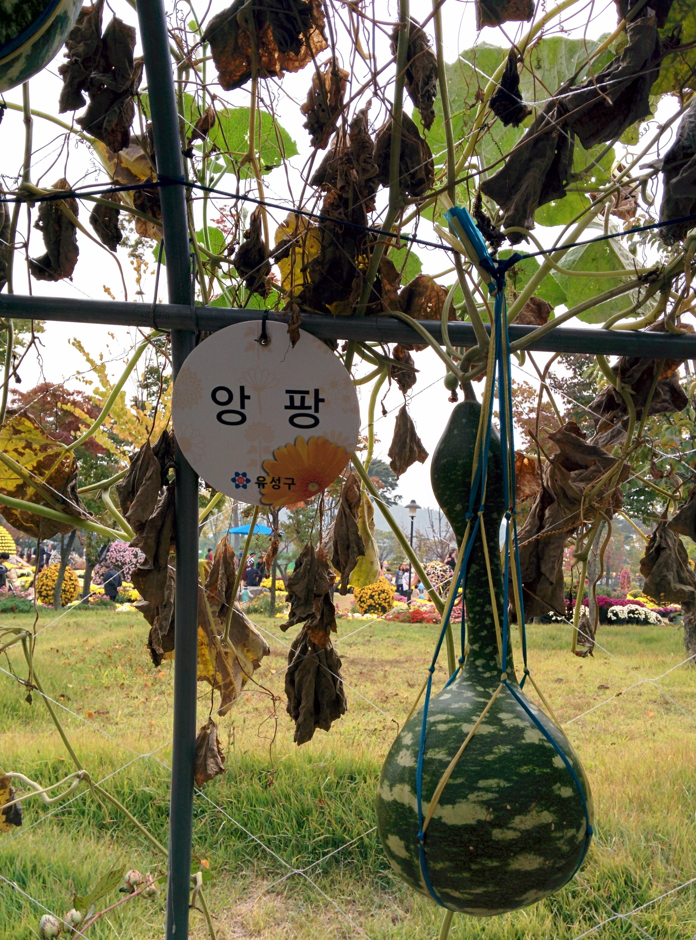 IMG_20151024_131148.jpg 고려청자를 닮은 앙팡 박... 청자박 열매