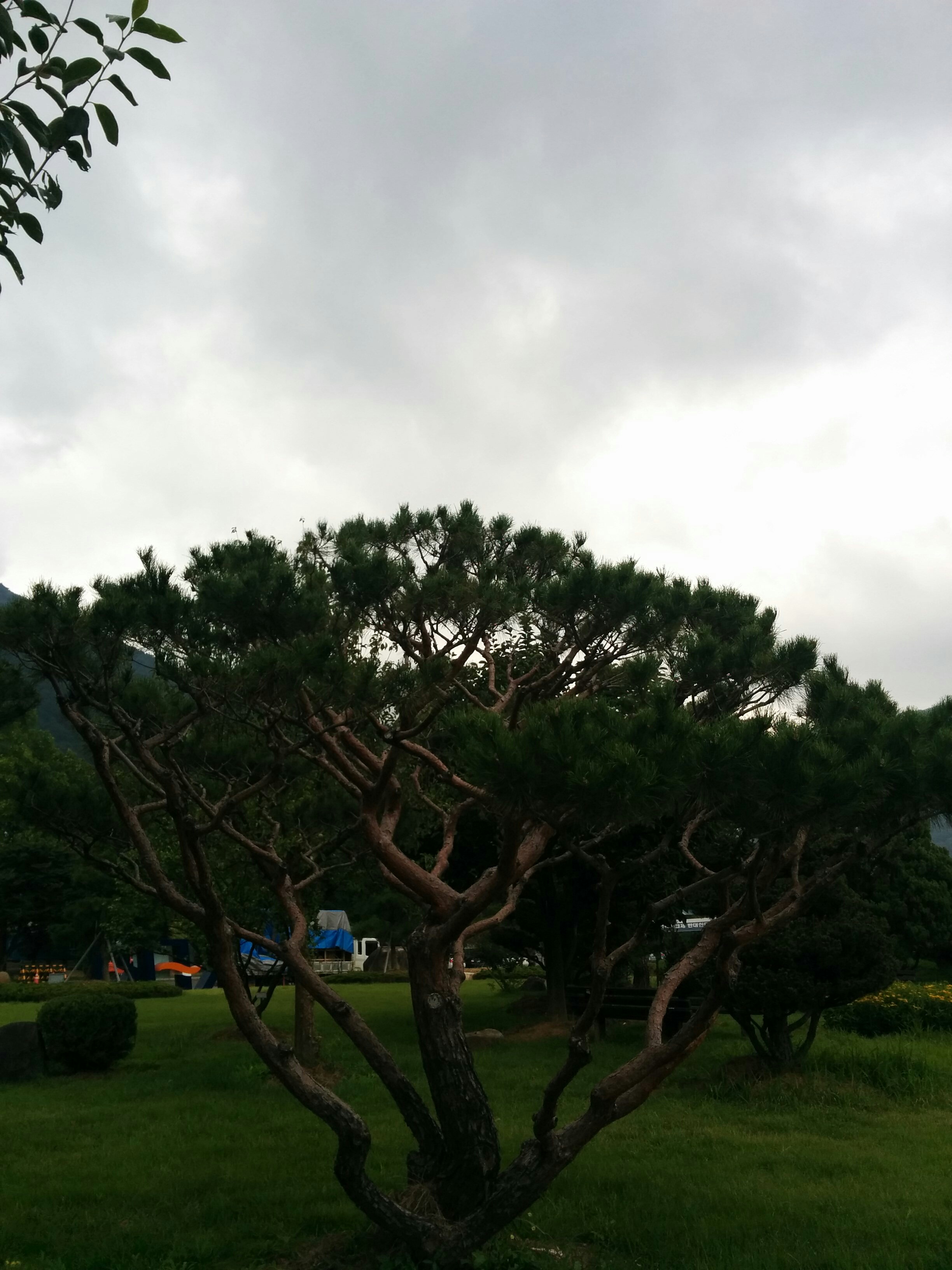 IMG_20150902_095416.jpg 전기연구원의 분재 소나무 (HDR+사진, 일반사진 비교)