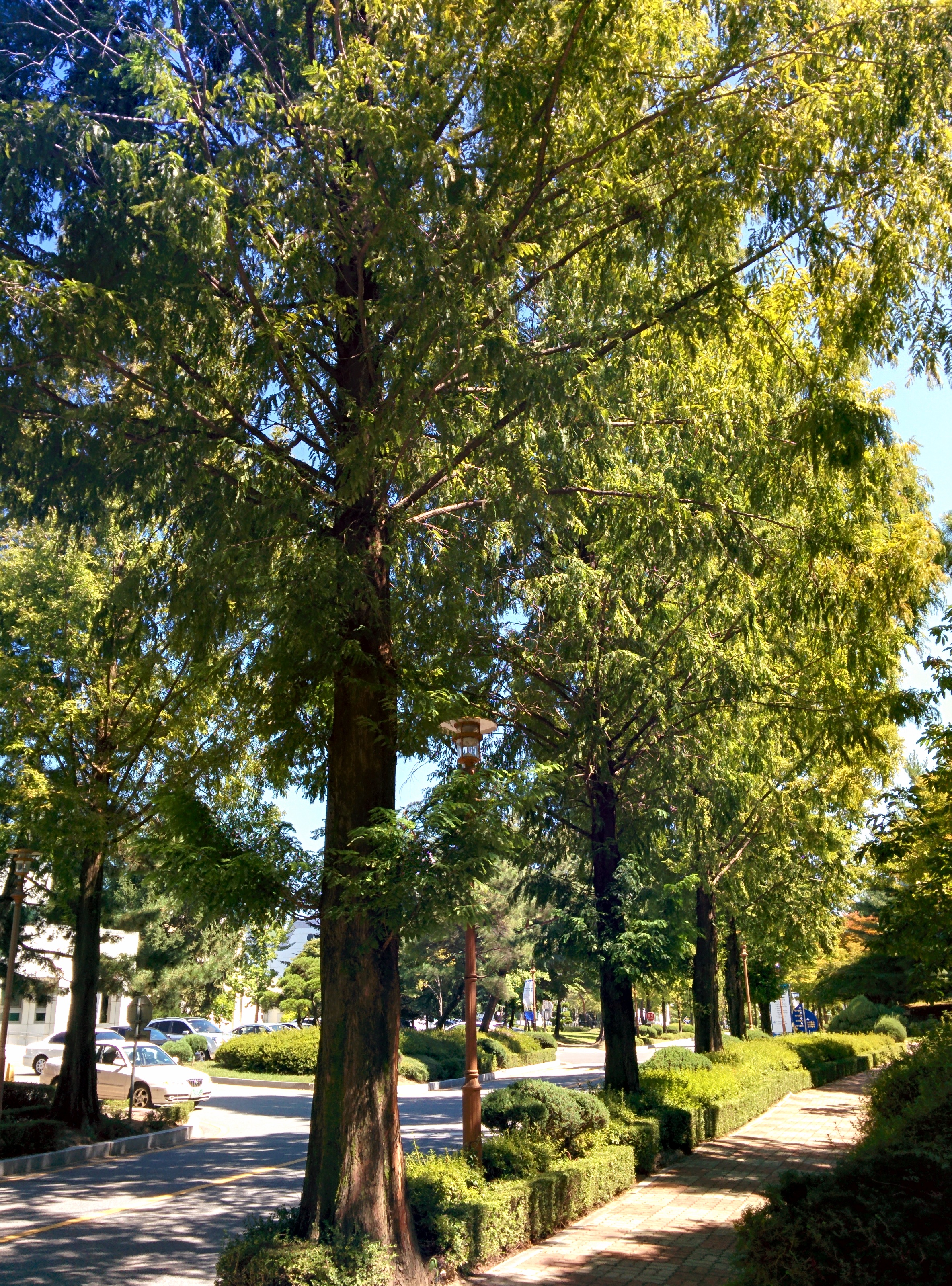 IMG_20150909_113227.jpg 기계연구원 도로변의 가로수길 - 수삼나무(메타세콰이아,Metasequoia)