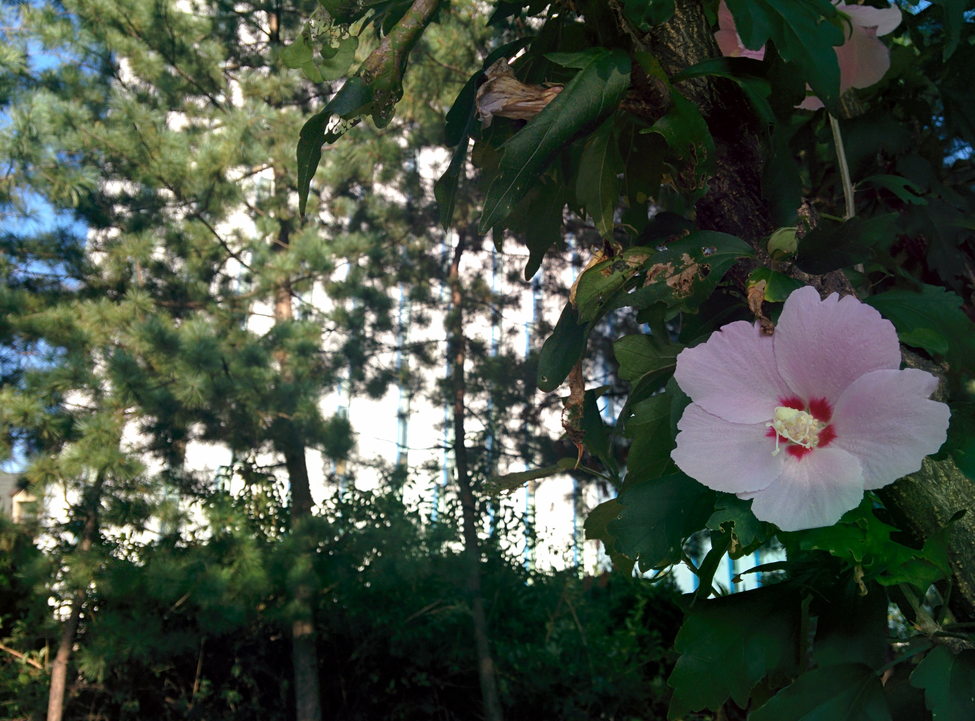 IMG_20150903_162917.jpg 바람에 날리는 옅은 분홍색 무궁화 꽃