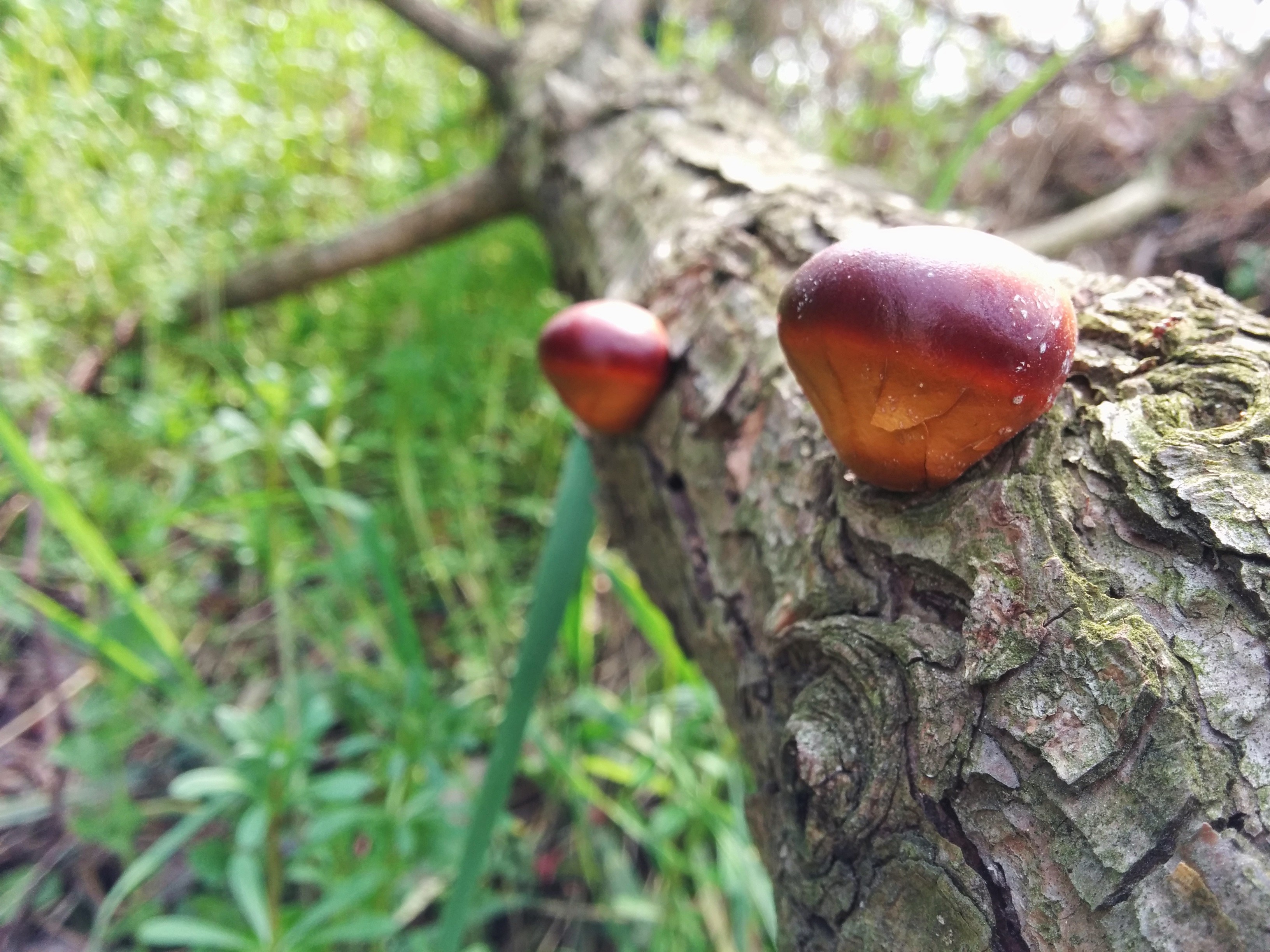 IMG_20150418_143247.jpg 죽은 소나무 줄기에 자란 알밤 닮은 갈색 버섯... 밤톨버섯(한입버섯)