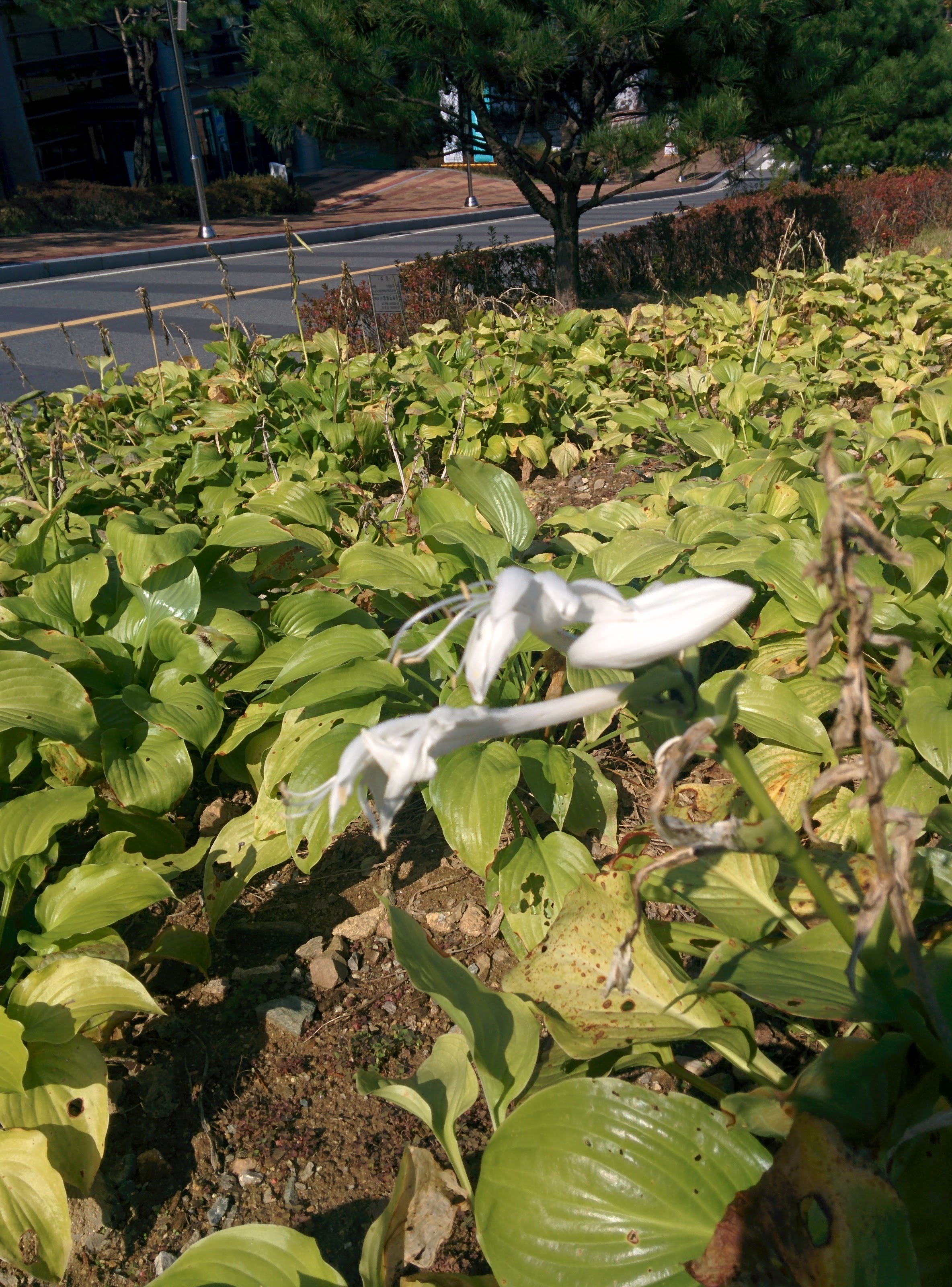 IMG_20151014_123116.jpg 아직 하얀색 꽃을 피운 옥잠화 밭