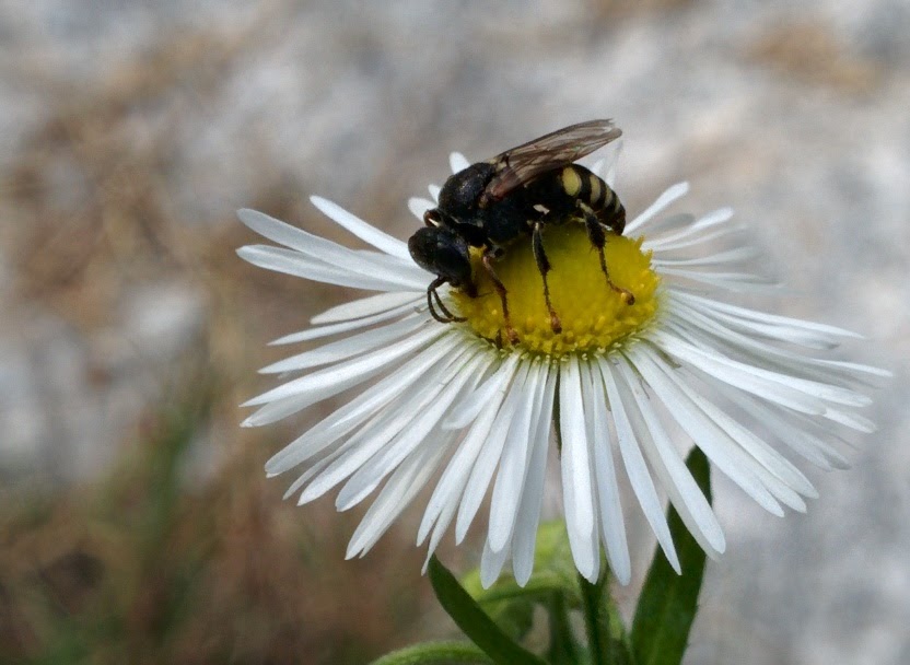 IMG_20151004_130150.jpg 개망초 꽃에서 꿀을 따는 작은 잎벌? 꼬마꽃벌류