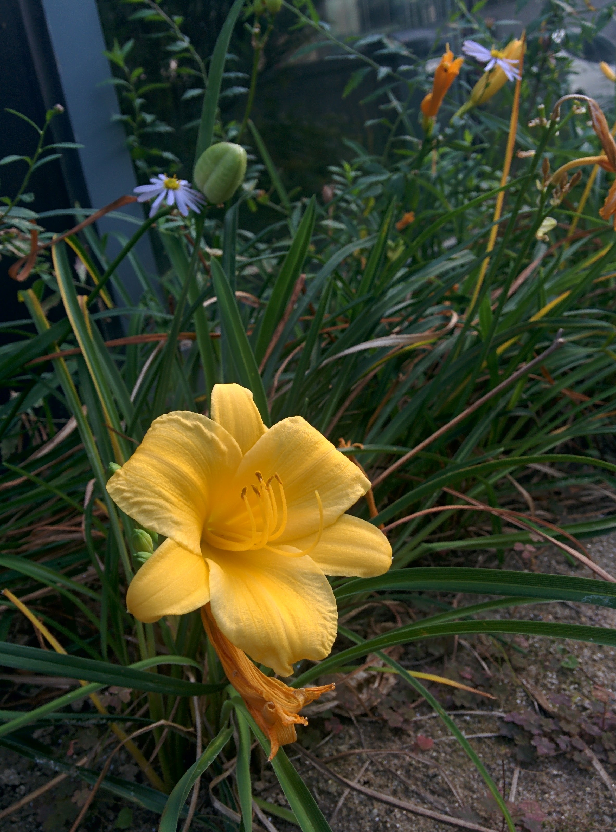 IMG_20151006_165308.jpg 나리를 닮은 노란색 각시원추리 꽃과 열매