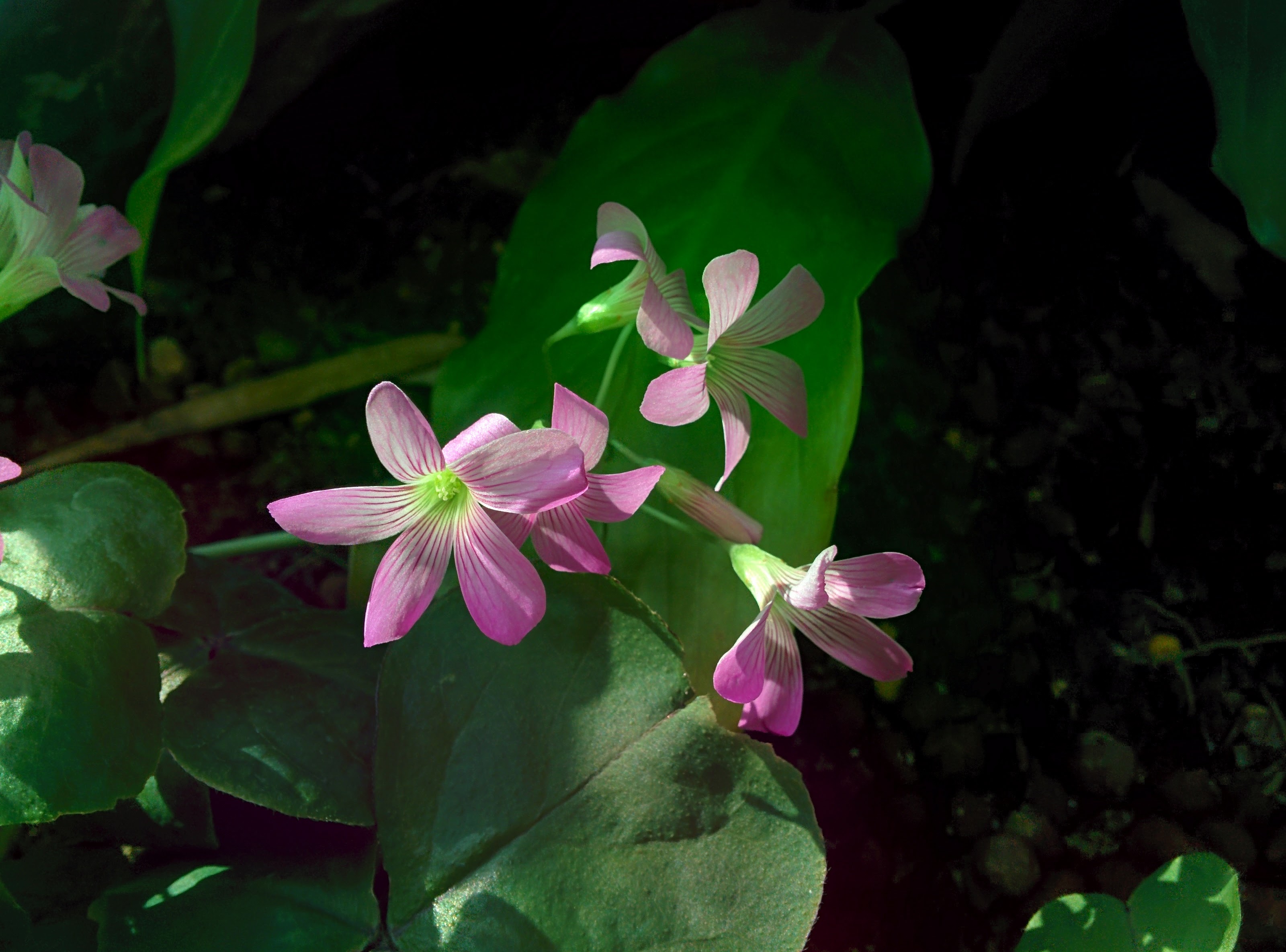 IMG_20151201_122230.jpg 분홍색 꽃이 핀 클로버를 닮은 조경식물... 덩이괭이밥