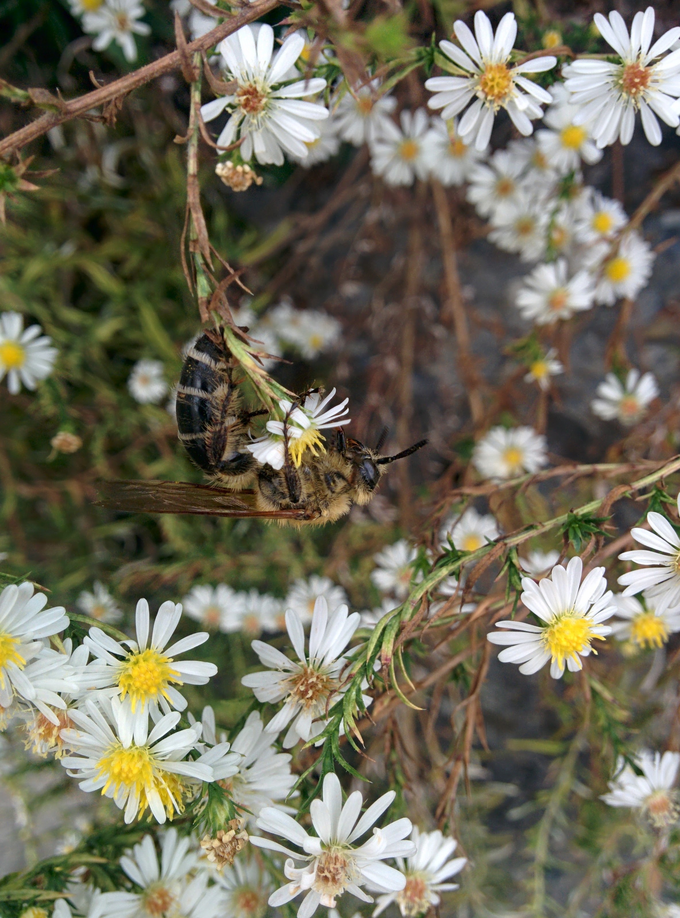 IMG_20151007_152441.jpg 미국쑥부쟁이 꽃숲을 기어서 날아서 구석구석 누비는 배벌