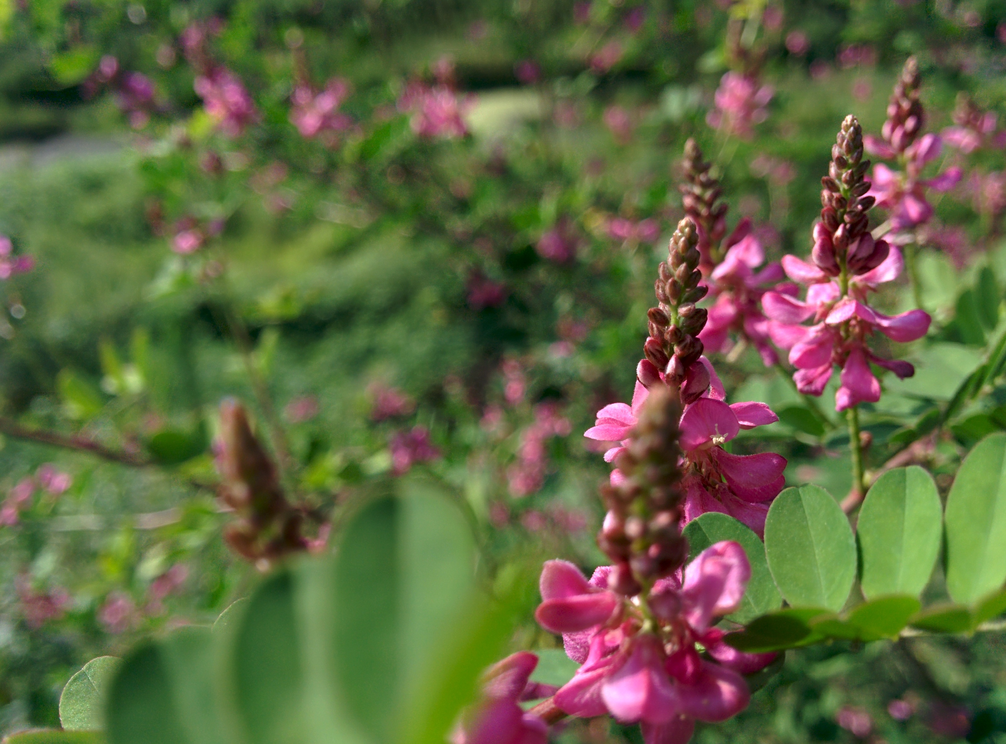 IMG_20150826_160702.jpg 분홍색 싸리나무 꽃... 싸리꽃